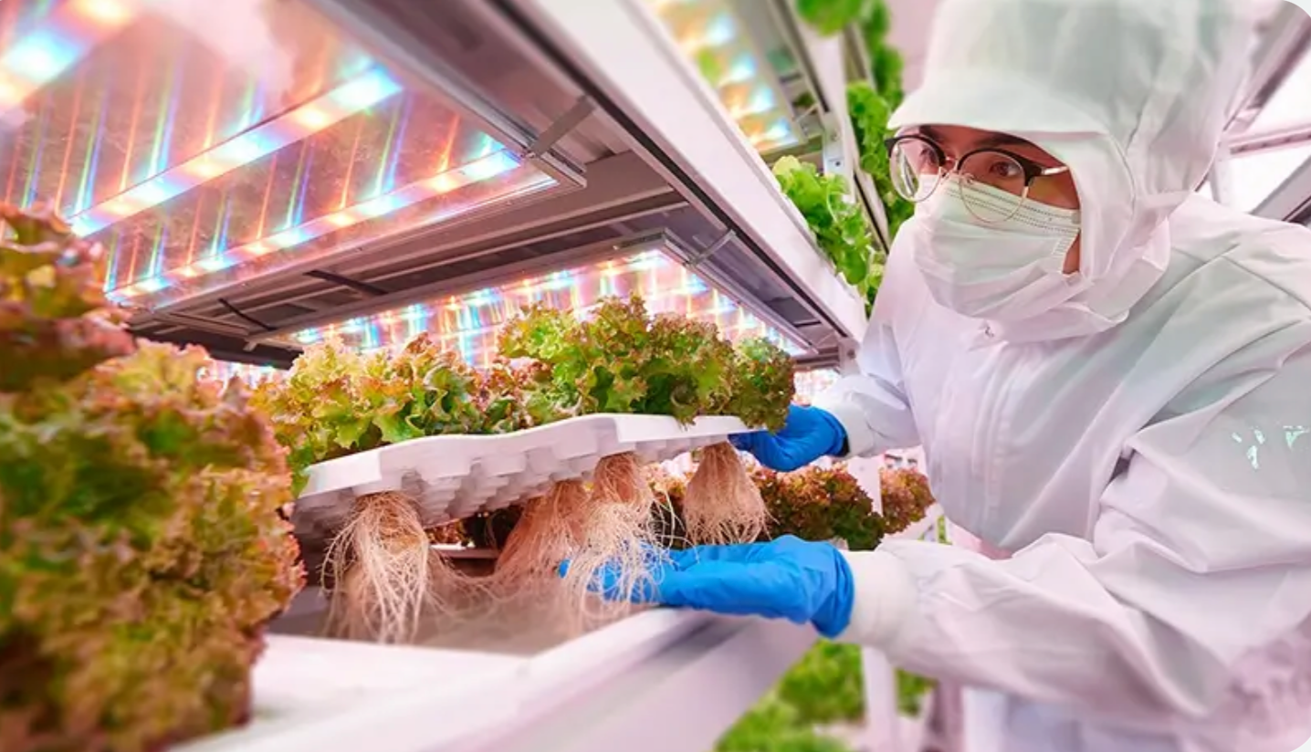 A scientist in a cleanroom suit, mask, and gloves inspecting lettuce plants with roots in a vertical farm under LED grow lights.