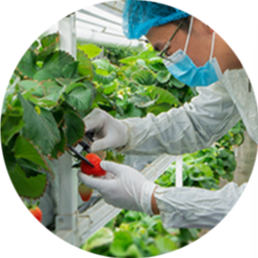 Researcher or scientist inspecting or handling plants in a greenhouse or botanical lab, wearing protective gear including a mask, gloves, and hair cover.