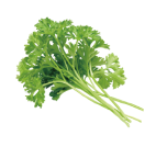 Fresh curly parsley