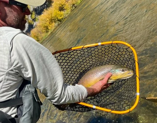 Person holding a rainbow trout in a fishing net over a river with autumn trees in the background.