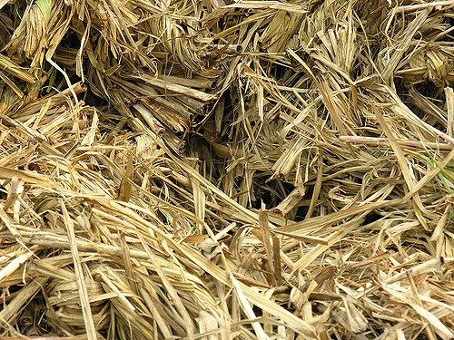 Bagasse (Sugarcane Pulp): A Plant Fibre-Based Alternative to Plastic