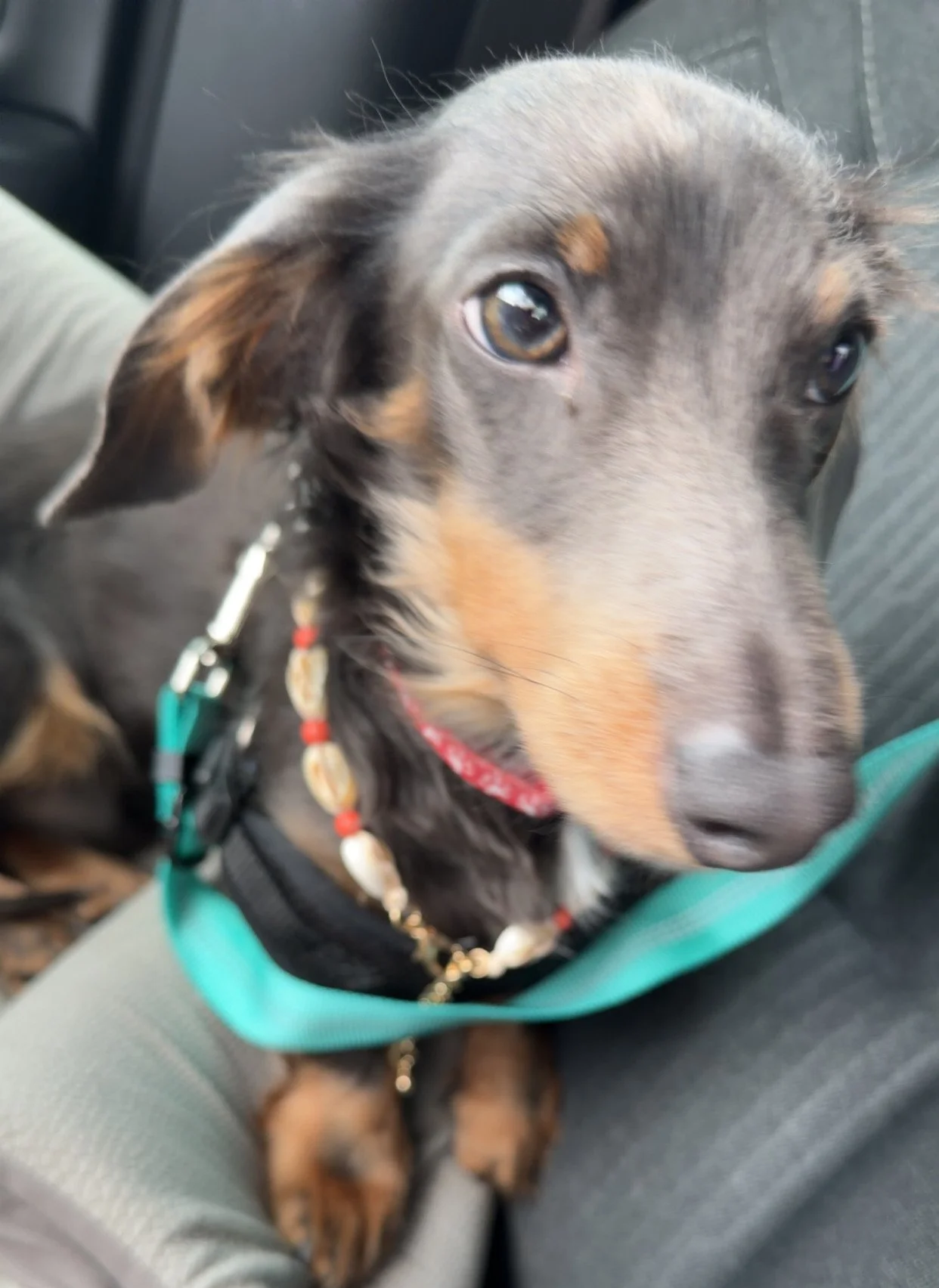 Close-up of a black and tan dachshund puppy looking up, sitting on someone's lap, with a red bandana and a teal harness.