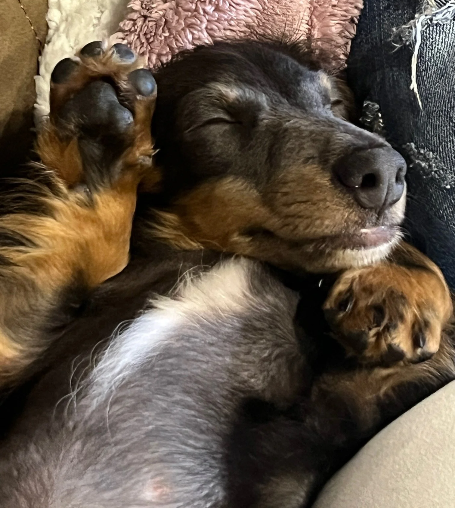 A sleeping dog with a brown face and black fur lying on a couch, cuddling with a smaller dog with gray and white fur.