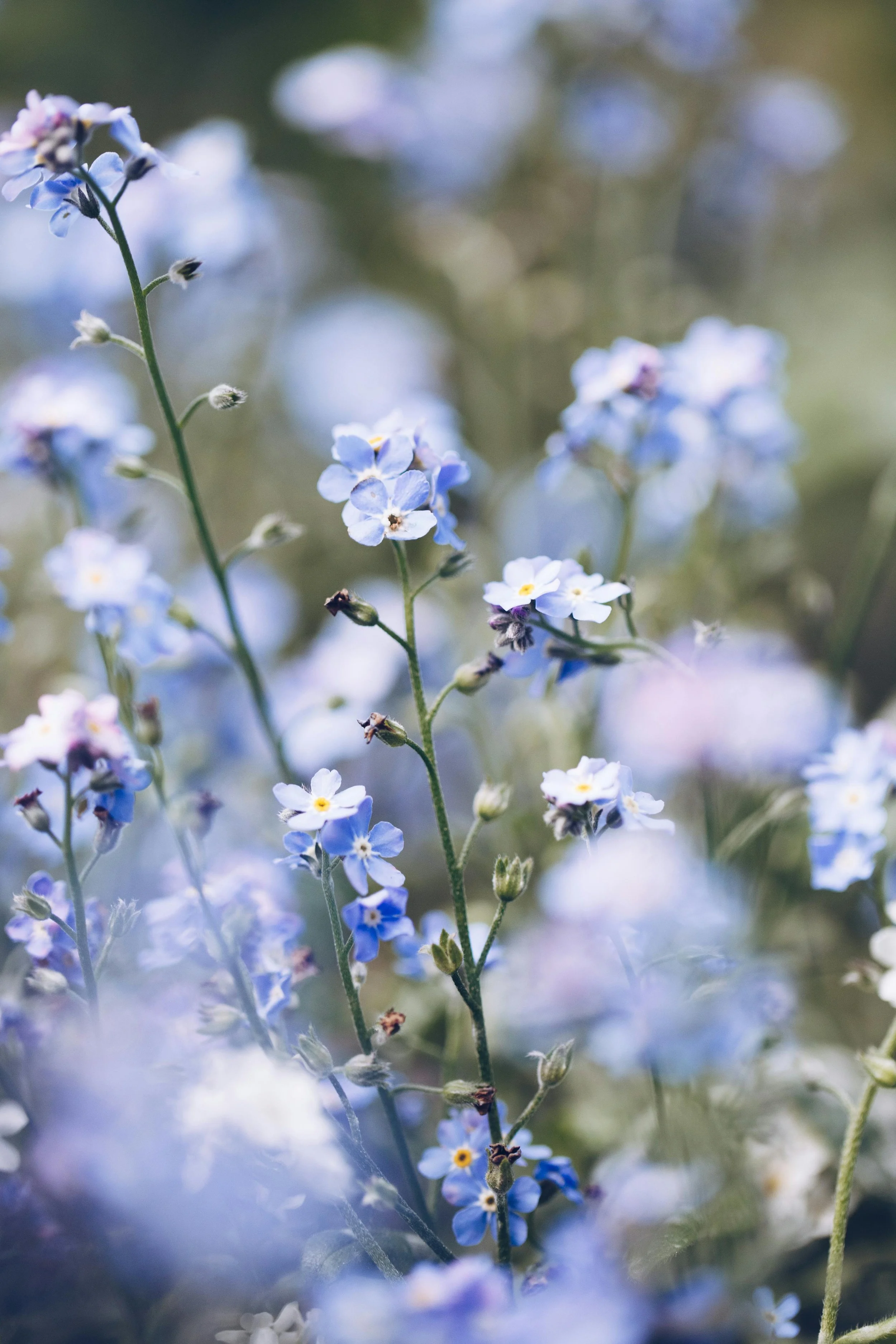 Close-up of small light blue and white flowers with yellow centers and green stems, blurred background.