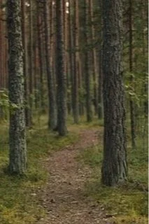 A narrow dirt path winding through a dense forest of tall, straight trees.