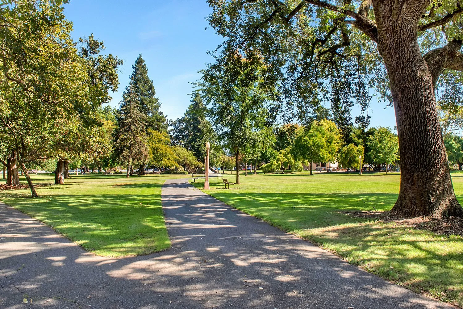 A peaceful park scene with a paved walking path, green grass, tall trees, benches, and a clear blue sky.