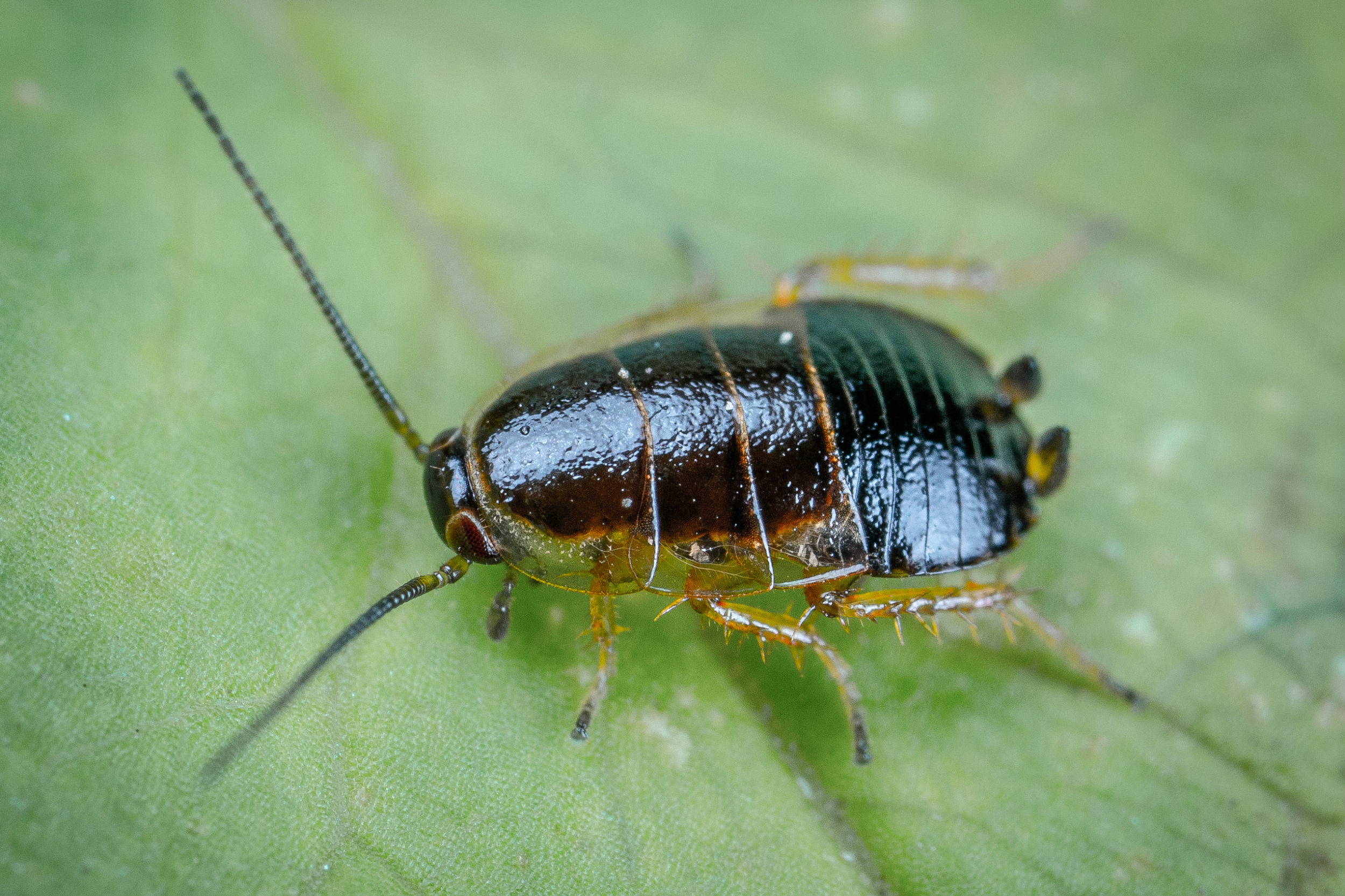 Private label botanical insecticide formulations from Bug Brothers LLC