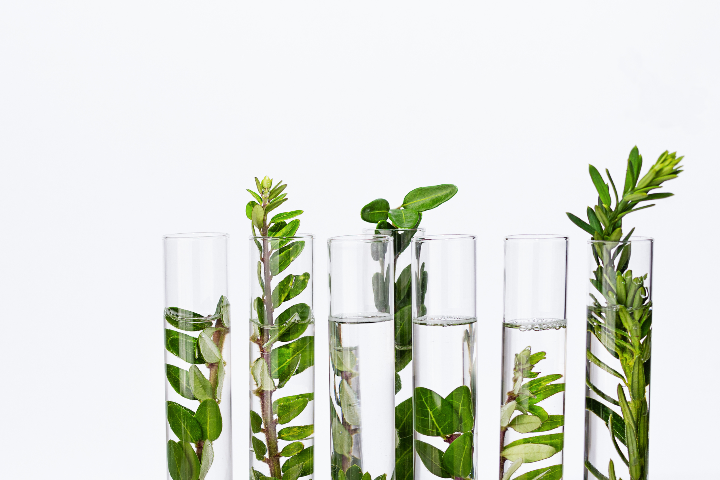 Botanical pesticide formulation discovery and product development expertise by Dr. Sims at Bug Brothers LLC