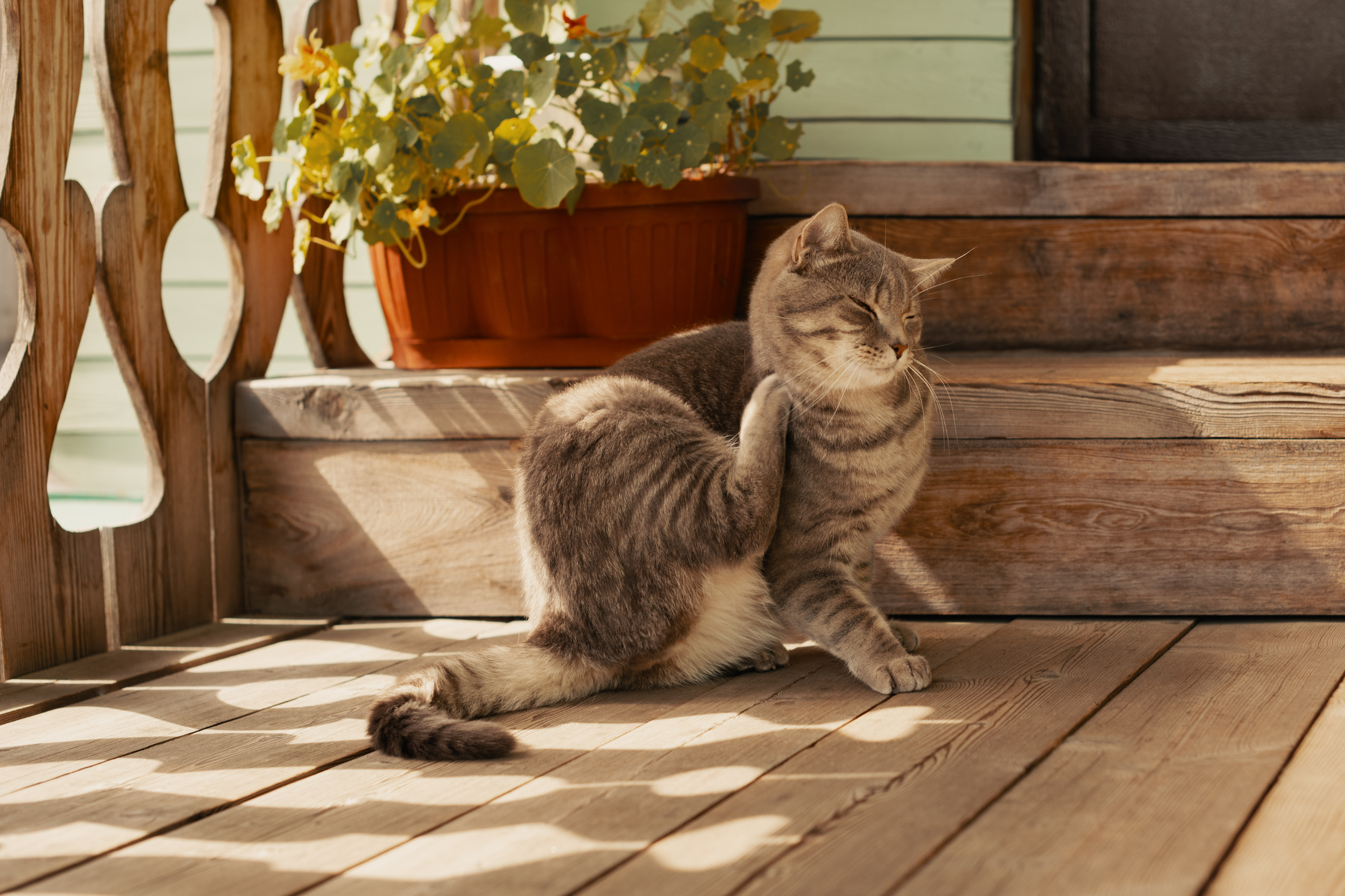 Urban and veterinary pest environment consulting supported by Bug Brothers LLC