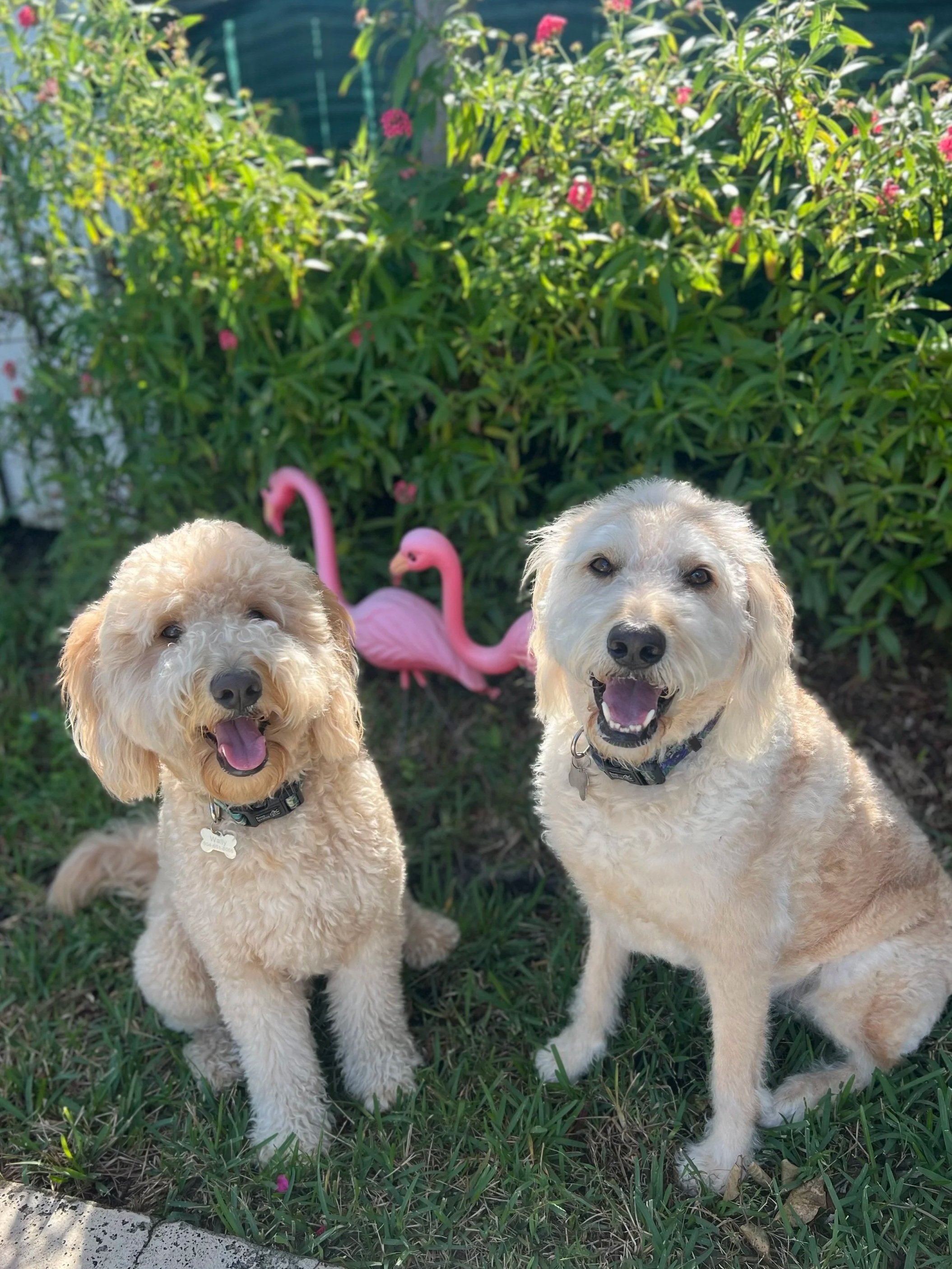 Two dogs, one with curly fur and the other with wavy fur, sitting on grass in front of a bush with pink flowers and plastic flamingo lawn ornaments.