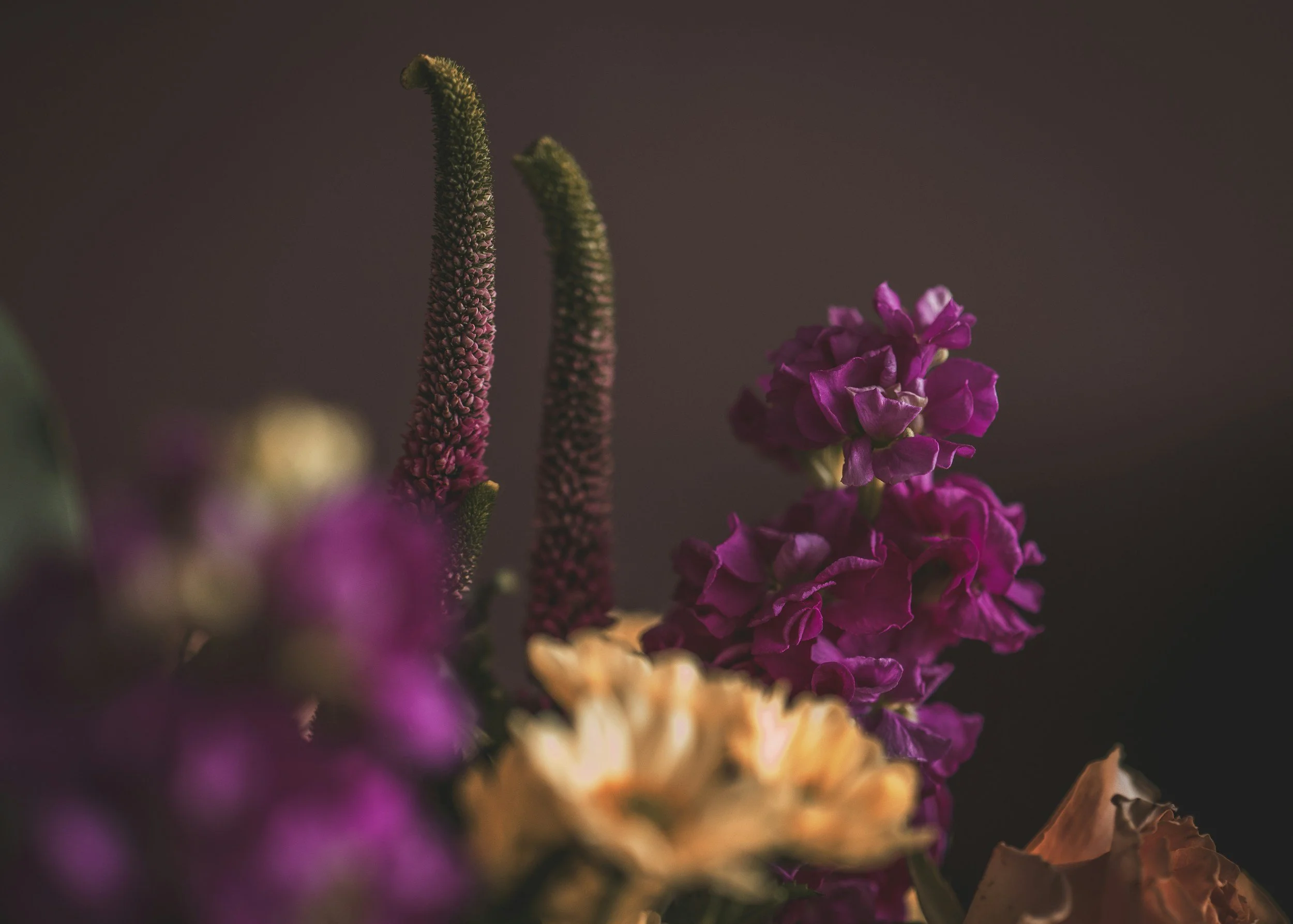 Close-up of purple and pink flowers with a dark background.