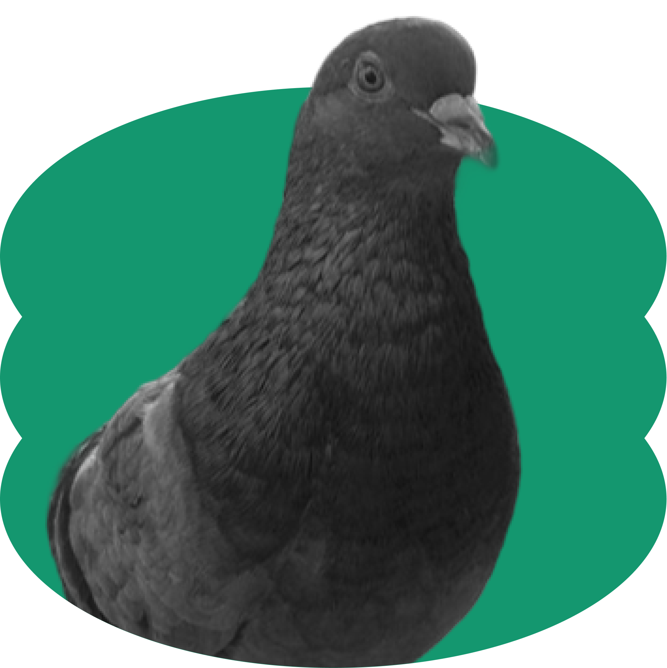 Félix Rodríguez uses an avatar featuring a grey Puerto Rican city pigeon, placed over a scalloped green oval shape.