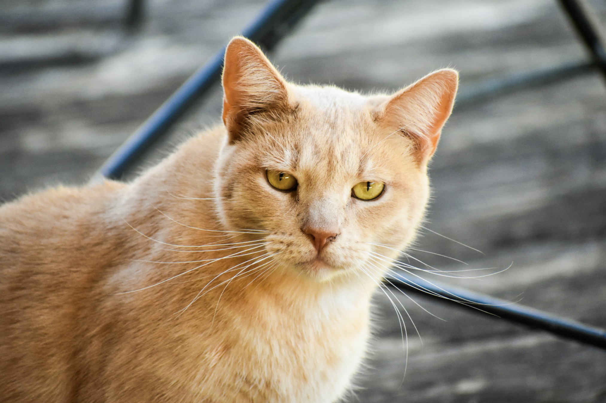 Screen Shot 2026-04-08 at 1.33.30 AM.png