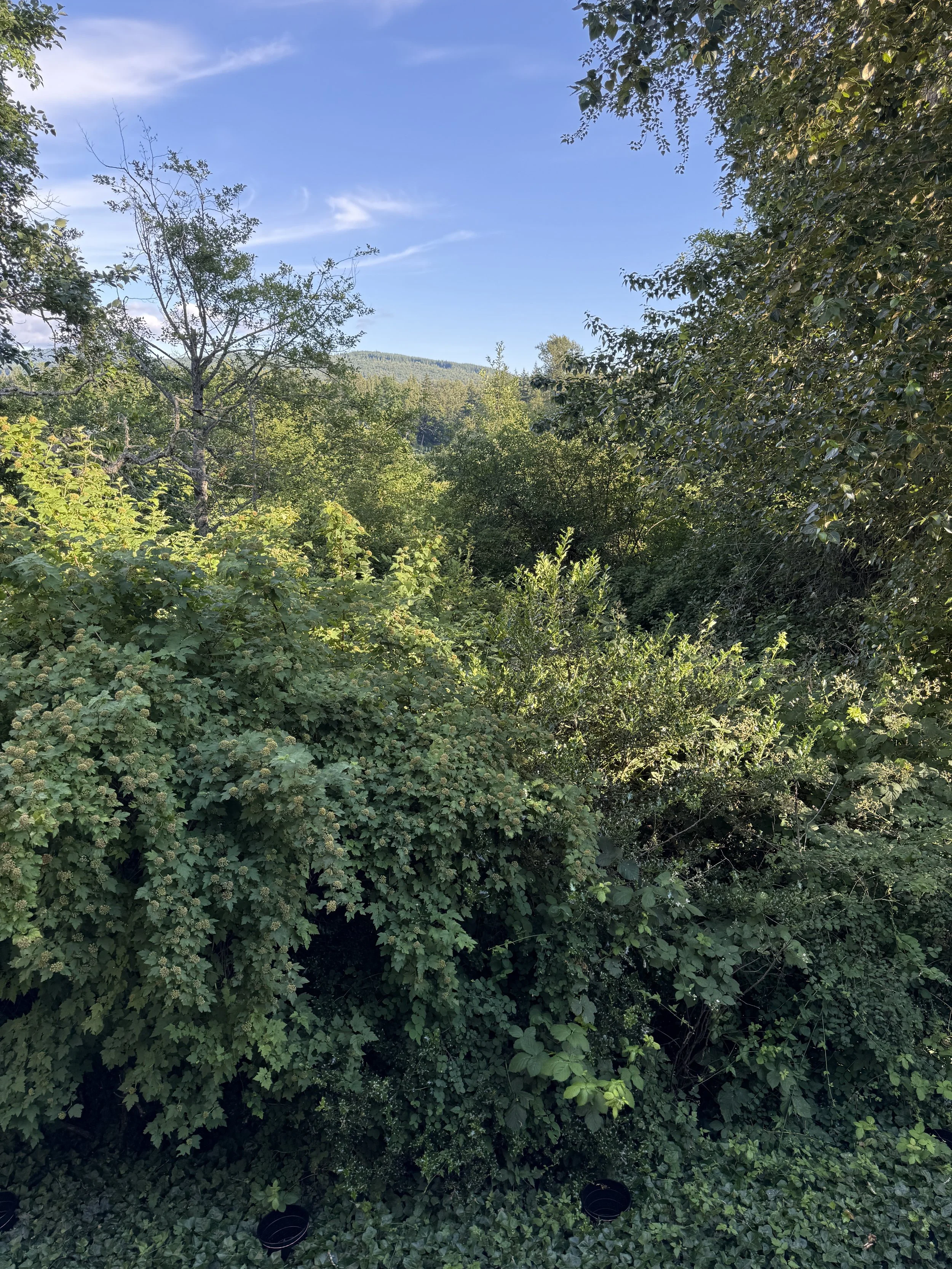 IMG_7521 (5).jpeg