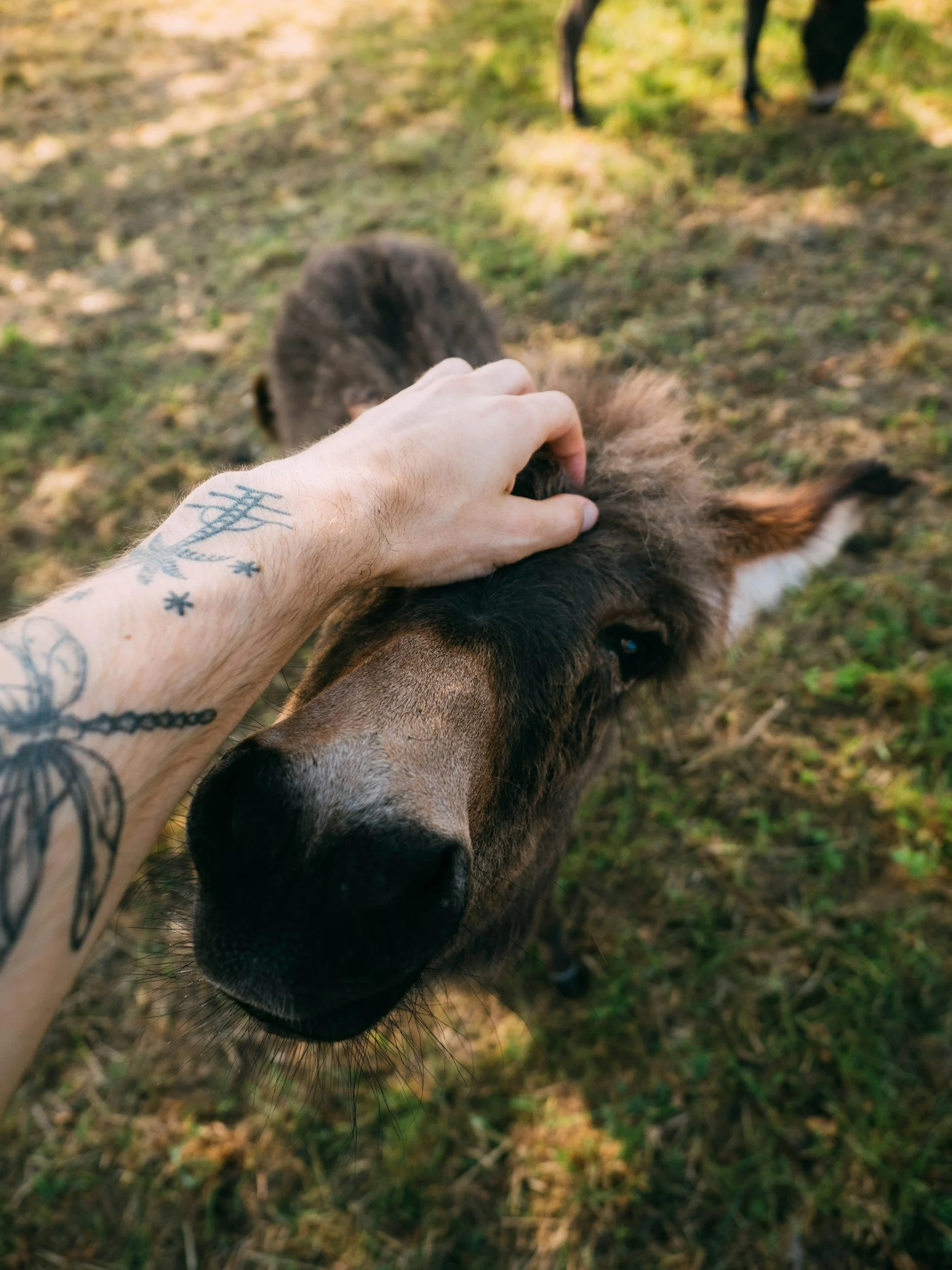 A person with tattoos on their arm is petting a dog outdoors, with the dog's face close to the camera and a blurred grassy background.