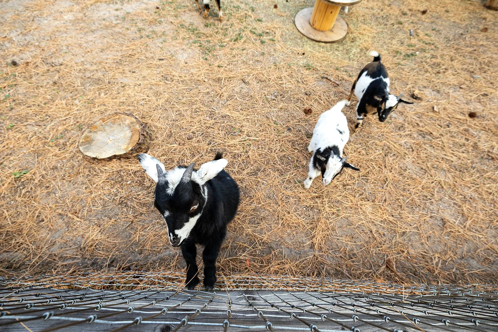 Farm Life Experience
