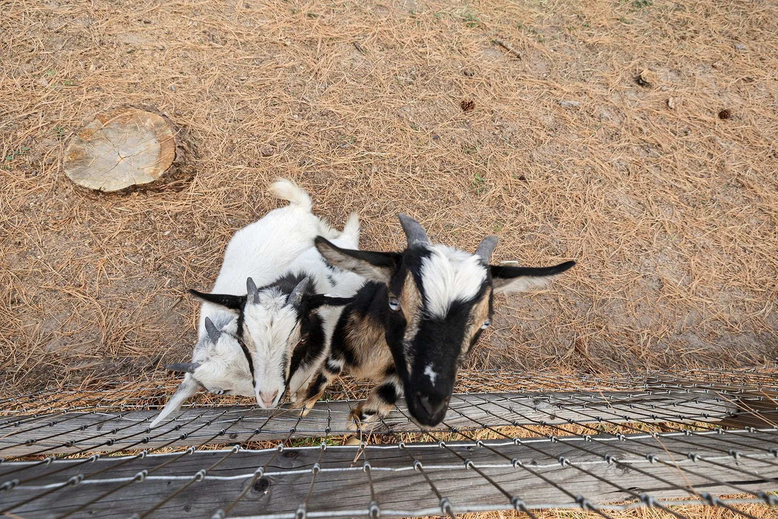 Exterior_Barnyard3.jpg