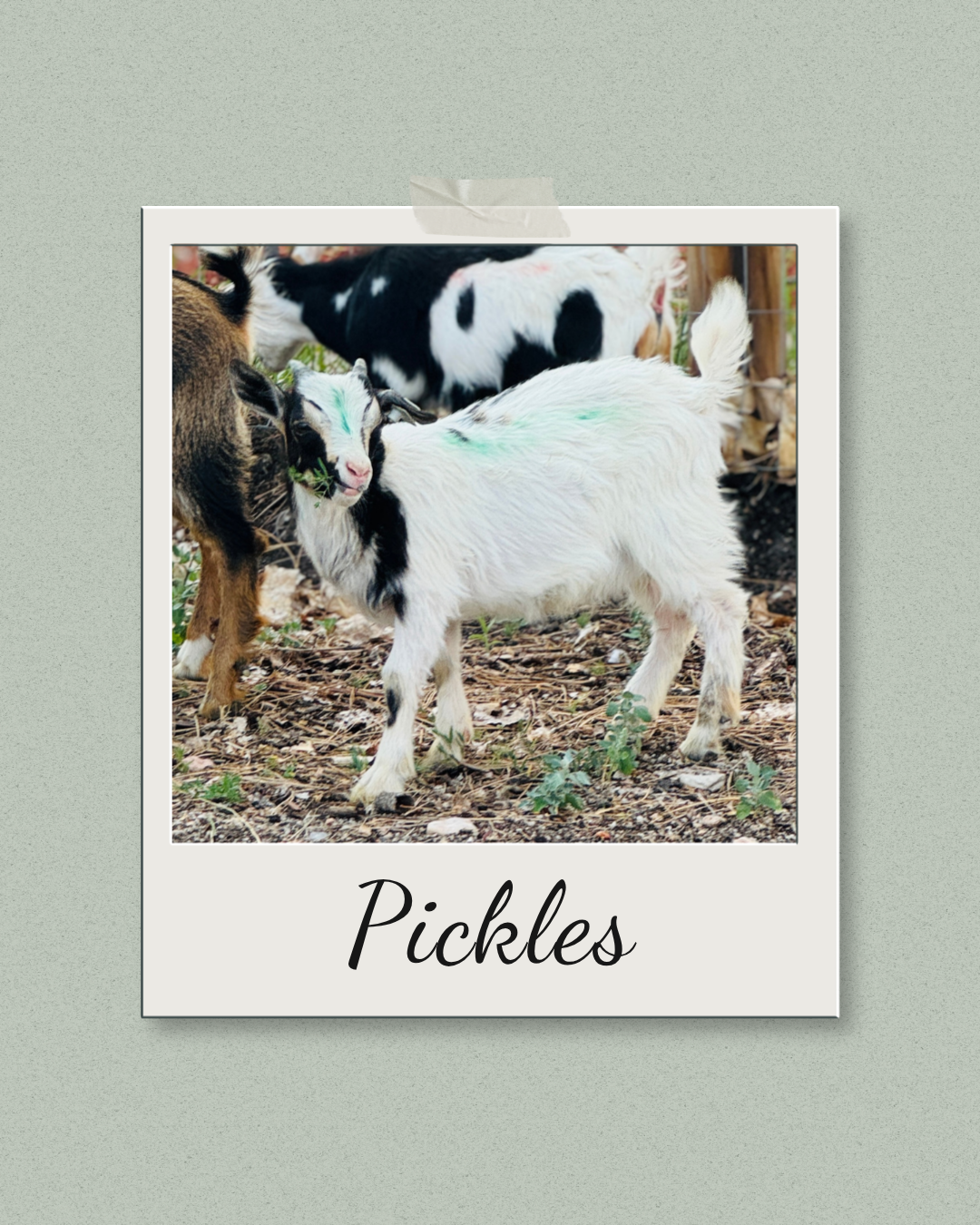 black and white goat eating grass