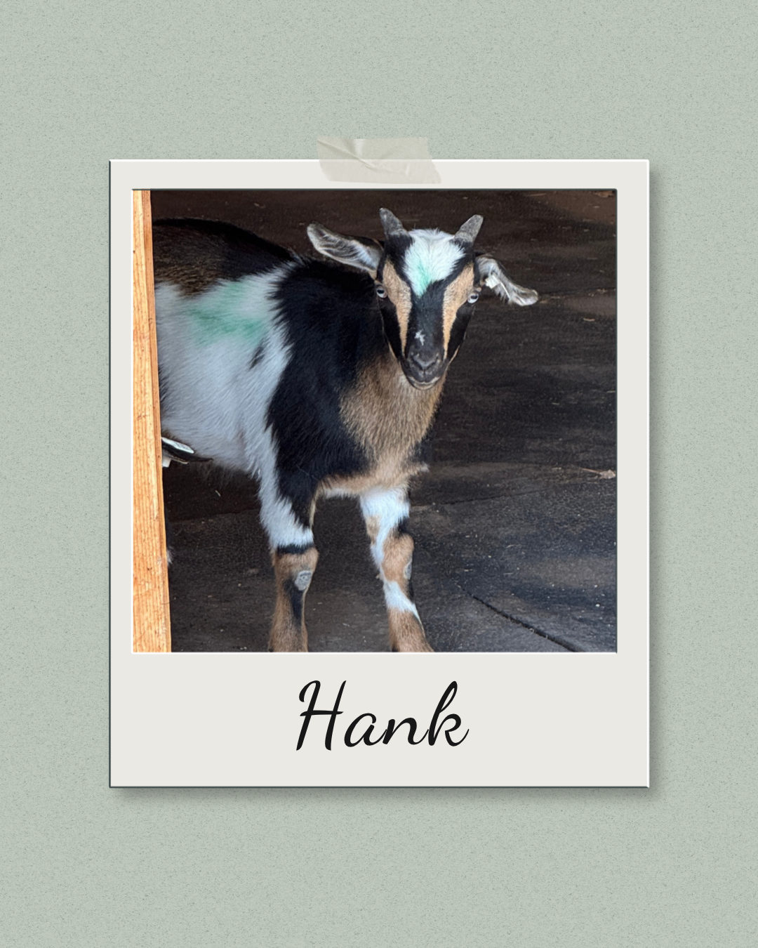 goat looking out of the barn