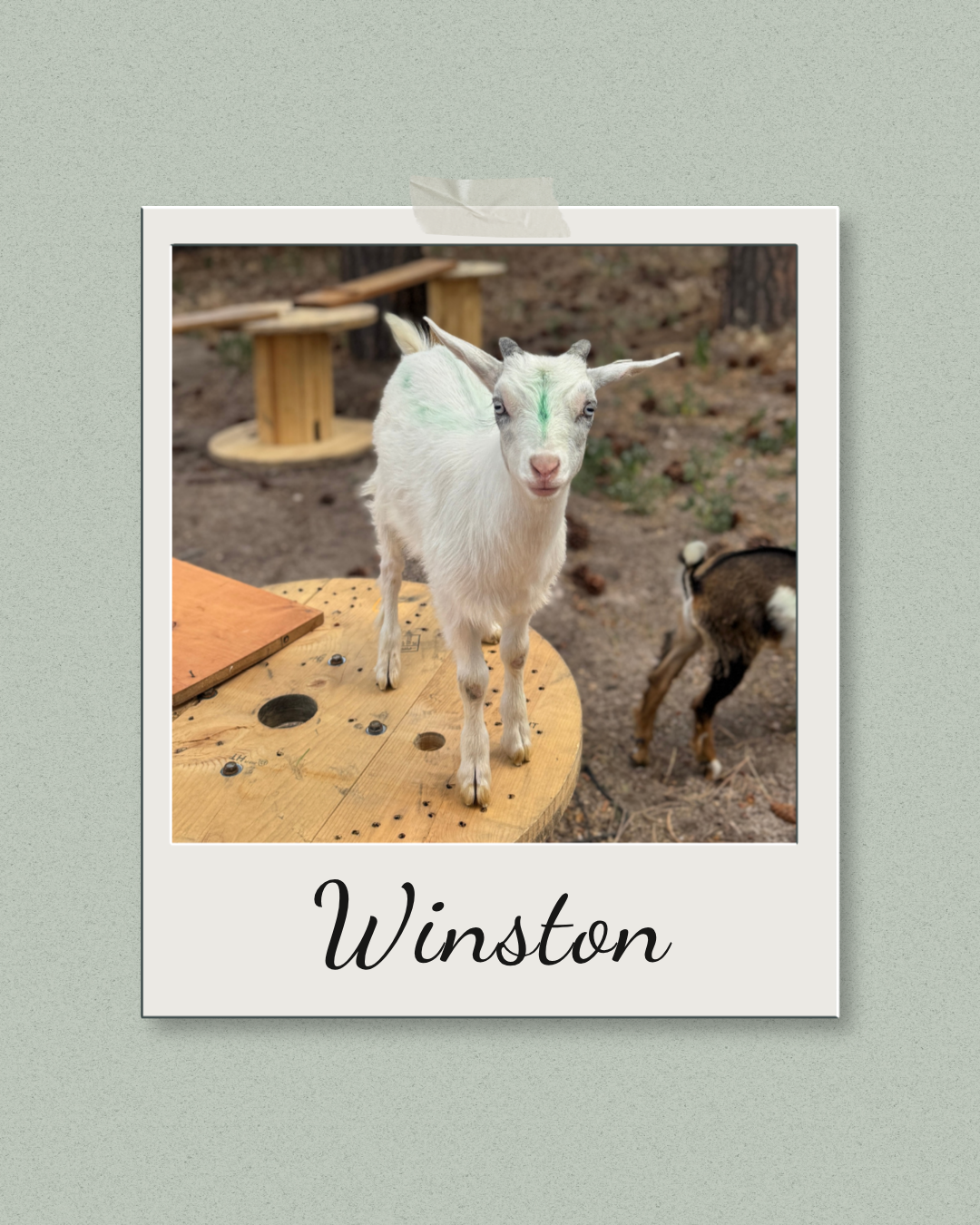white goat standing on a wooden block