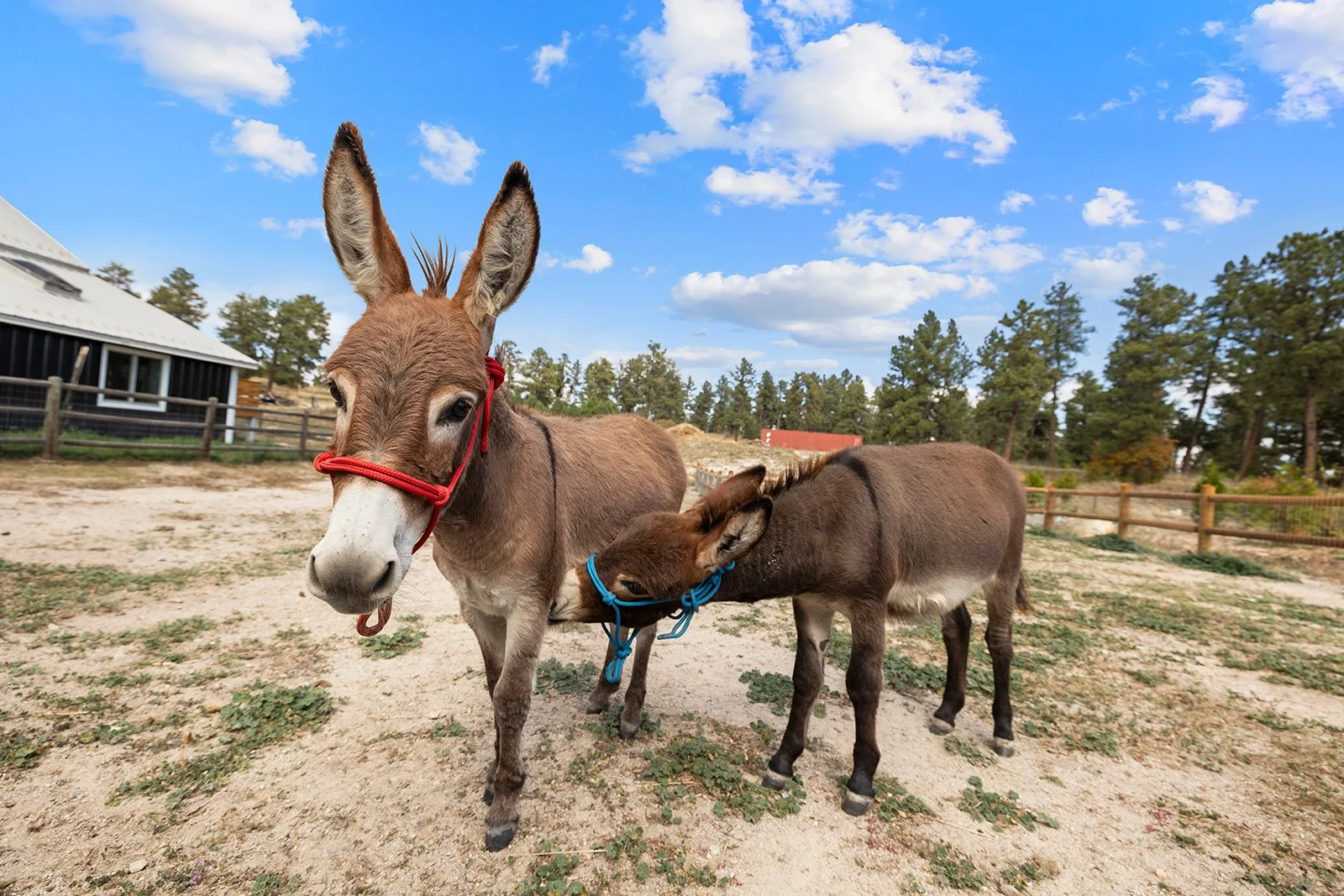 A donkey with a red halter standing next to a smaller donkey with a blue halter in a rural farm setting under a blue sky with scattered clouds.