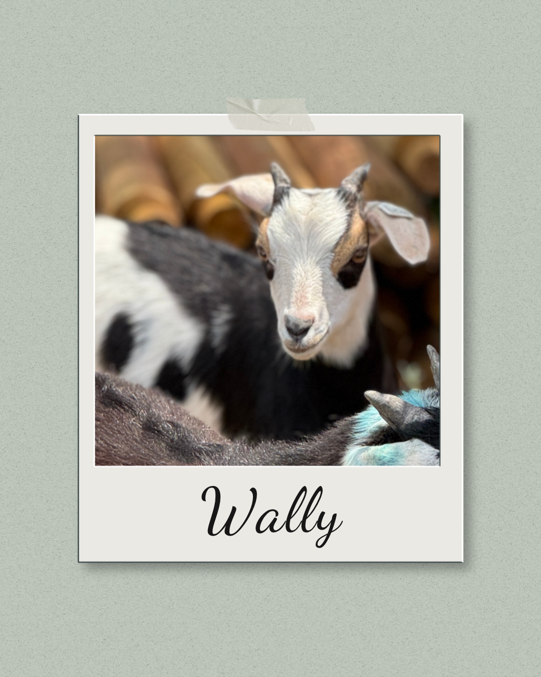 Close up portrait of black, white and tan goat