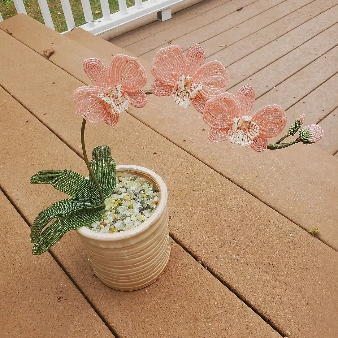 orchid15.webp