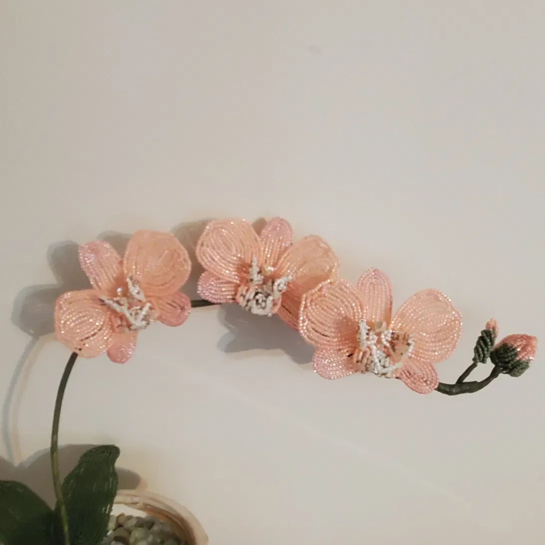 orchid5.webp