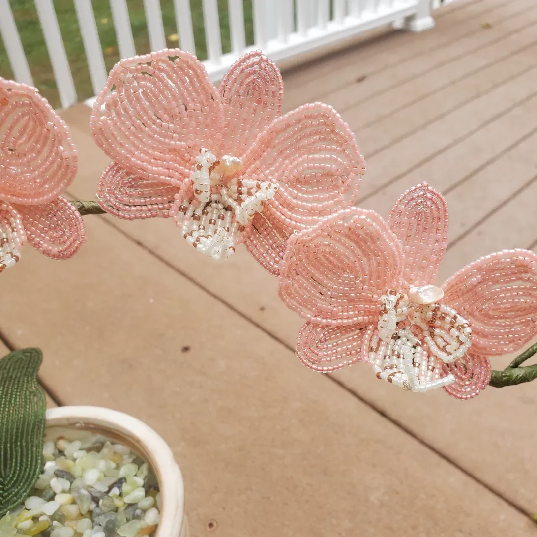 orchid12.webp