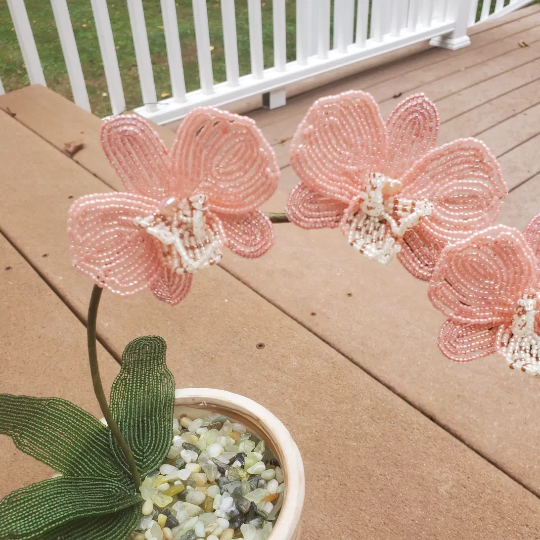 orchid13.webp