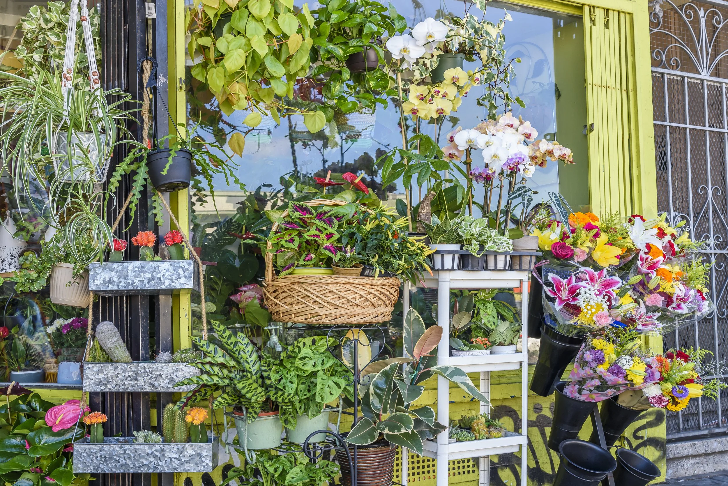 A colorful display of potted and arranged flowers and plants outside a storefront, including orchids, begonias, and greenery, with some plants in baskets and others in containers, against a yellow wall with a window and a metal gate.