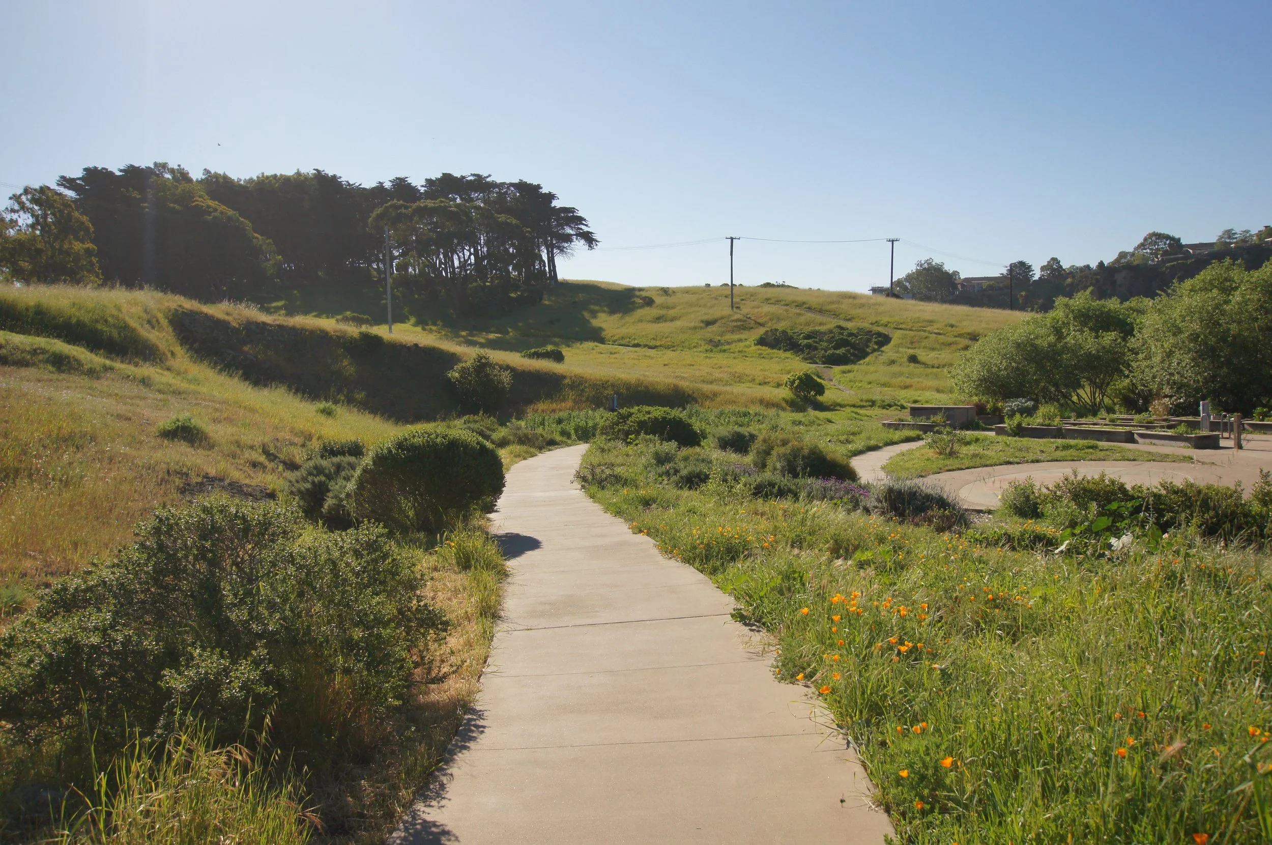 A concrete walking path winding through a grassy park with green shrubs and trees, under a clear blue sky.