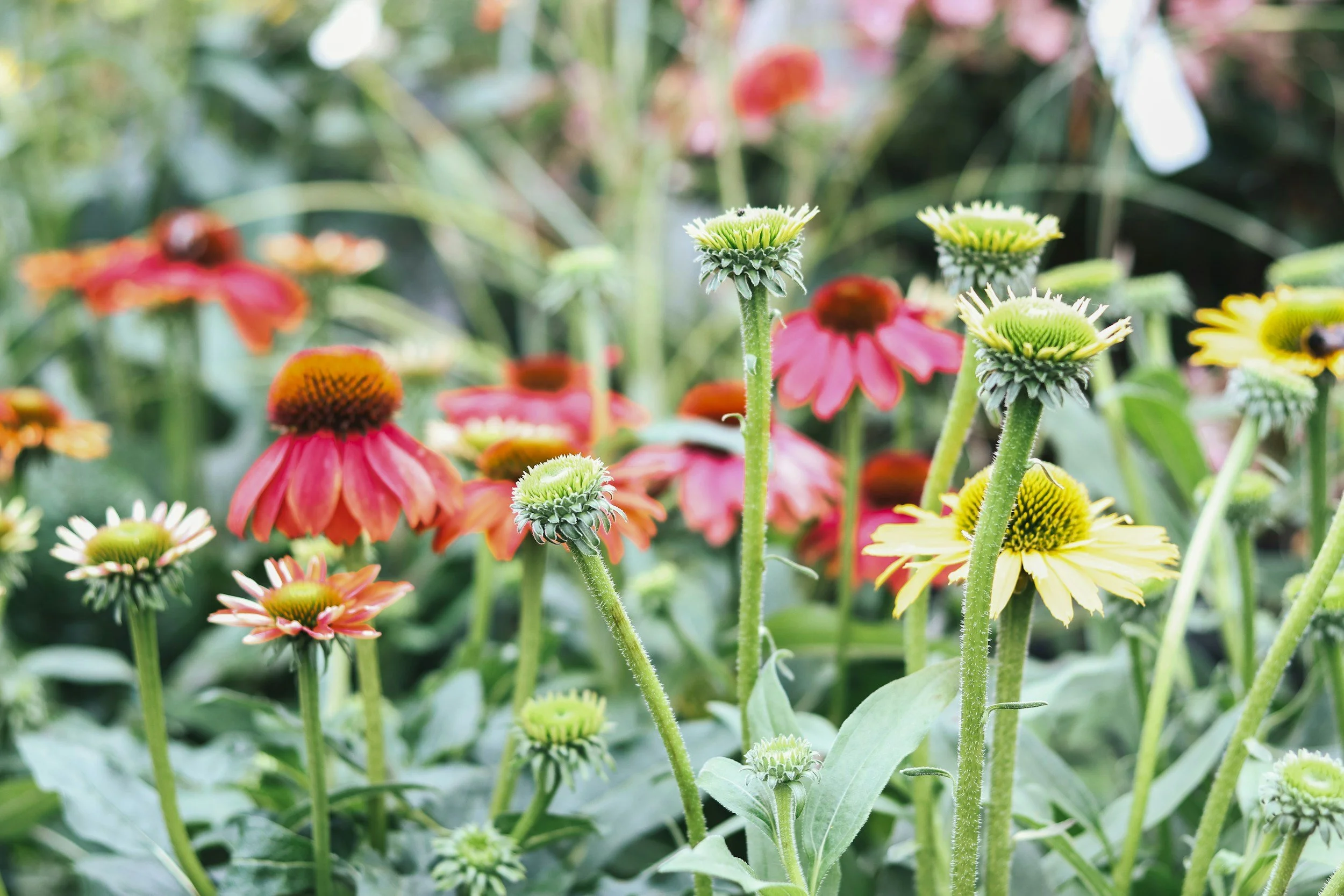 Close-up of various blooming Echinacea flowers in pink, yellow, and orange colors in a garden setting with green foliage.