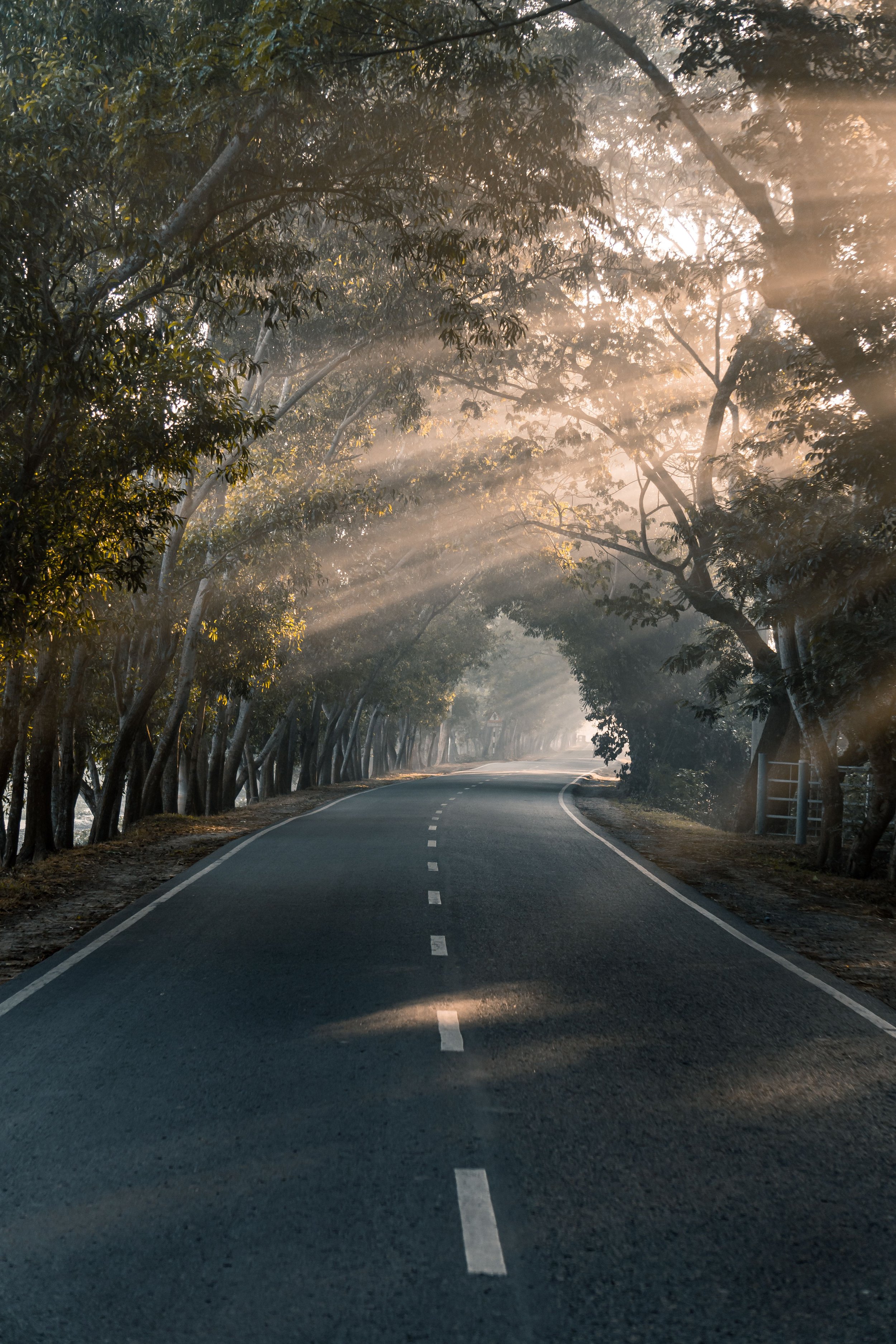 A winding rural road empty of cars, lined with tall trees on both sides, with sunlight streaming through the leaves creating rays of light.