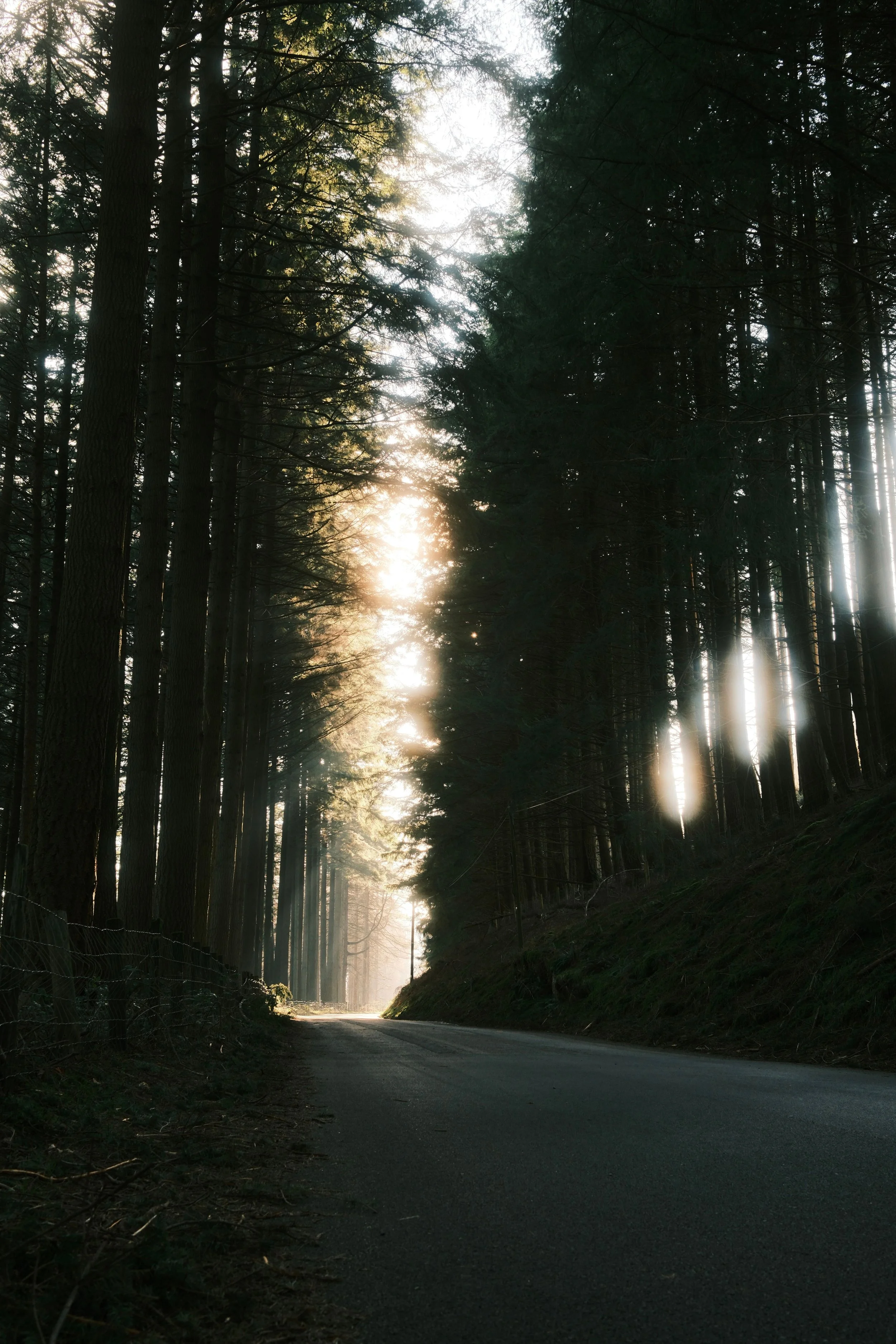 A forest road winding through tall trees with sunlight filtering through the branches.