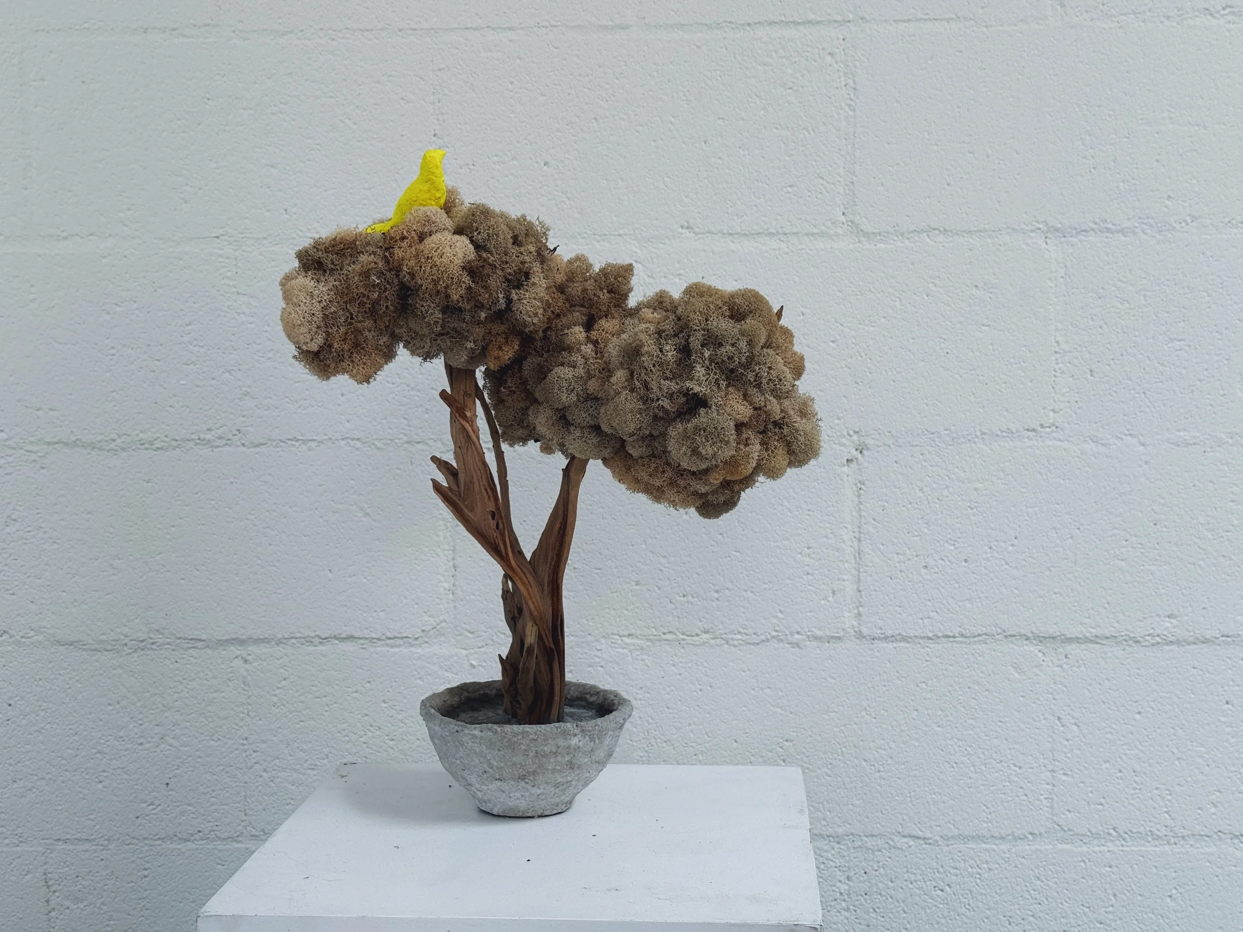 OG Krislyn Tree in Sage Moss by Kept LA with hand-sculpted yellow  plaster bird perched on moss canopy, showing optional embellishment  available upon request, white brick wall background