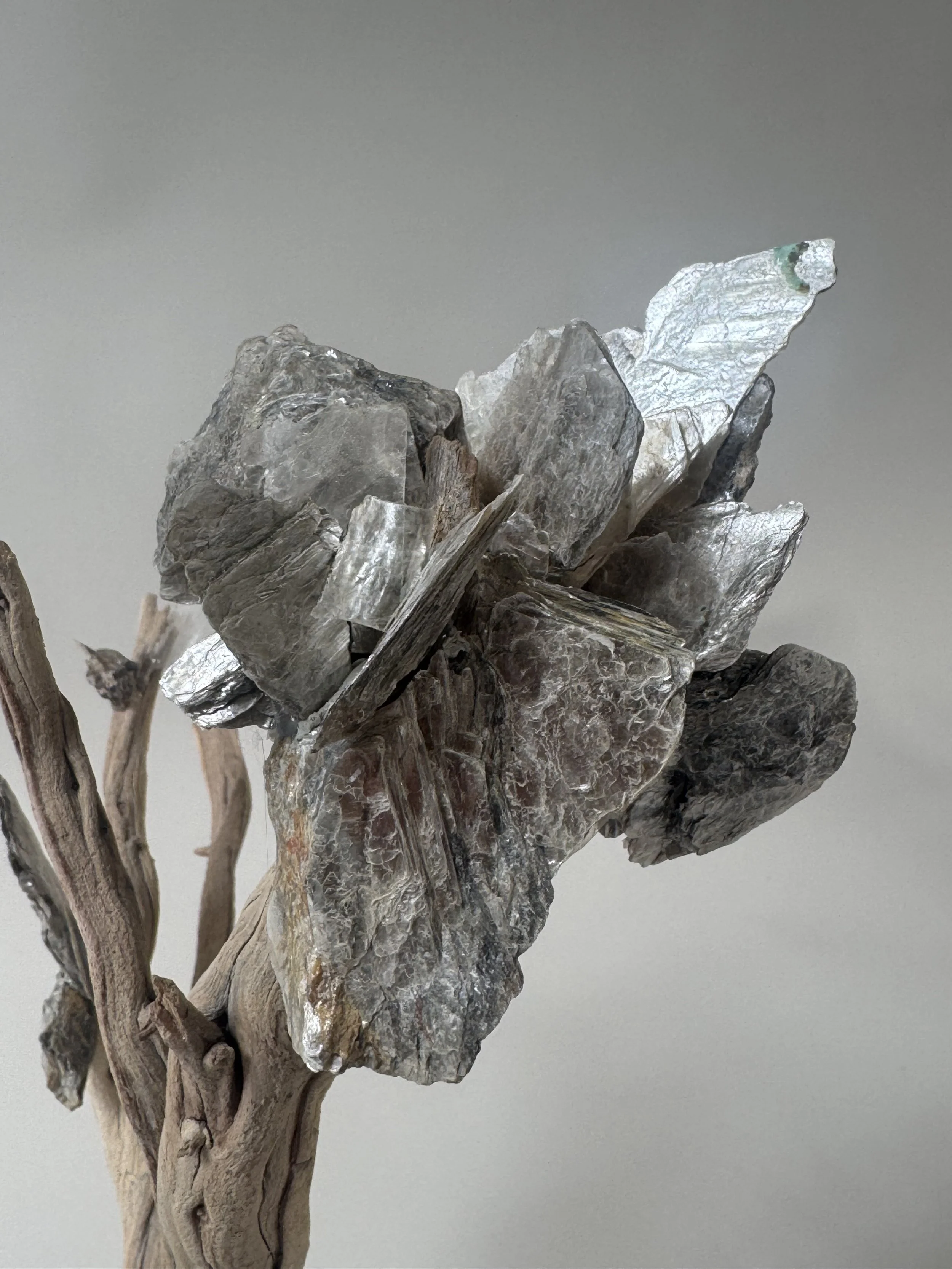 Close detail of natural mica mineral adornment on OG Krislyn  Tree by Kept LA showing light-catching iridescent mica sheets  clustered on fire-cleared wood branches