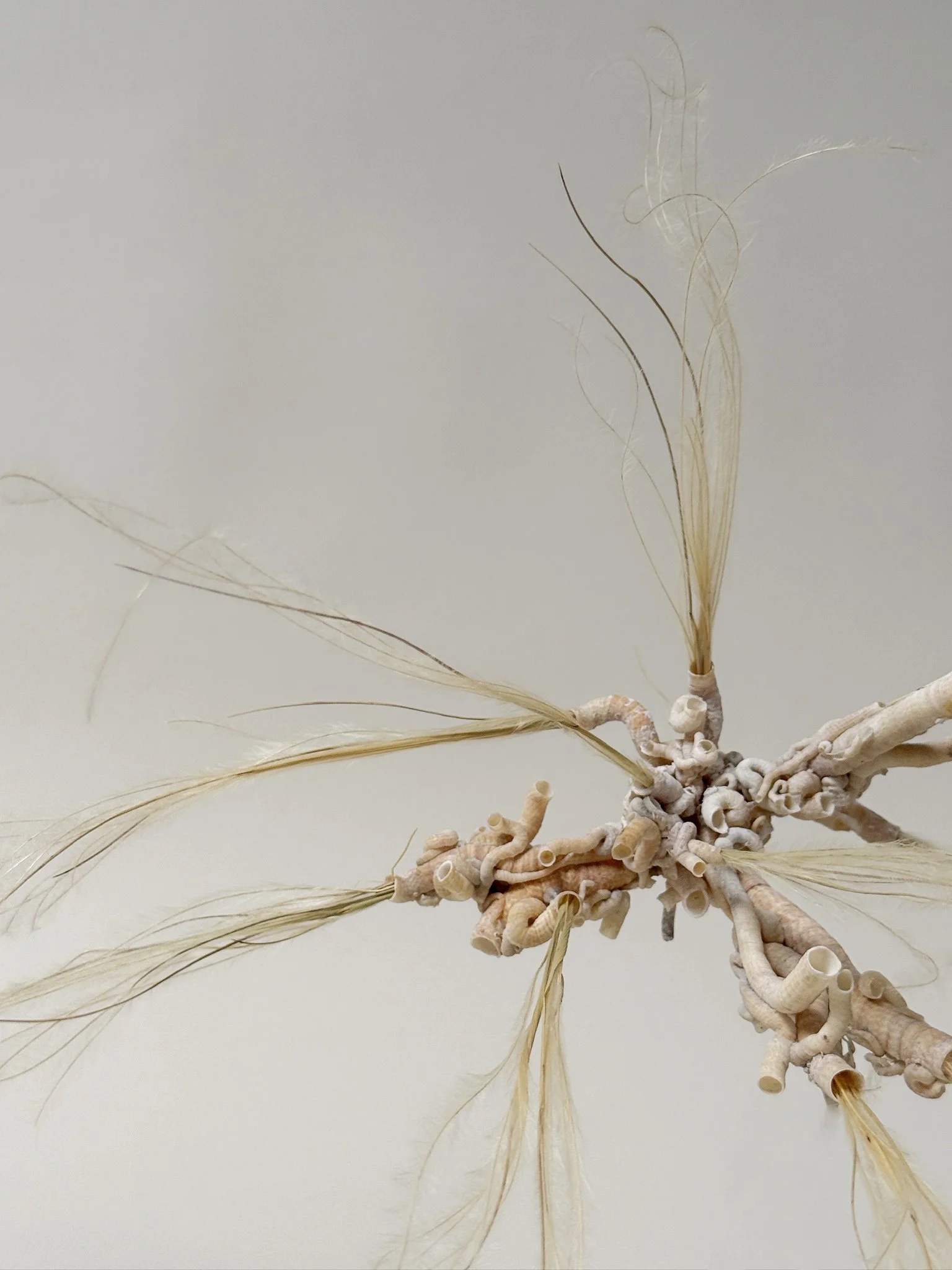 sea specimen with feather grass