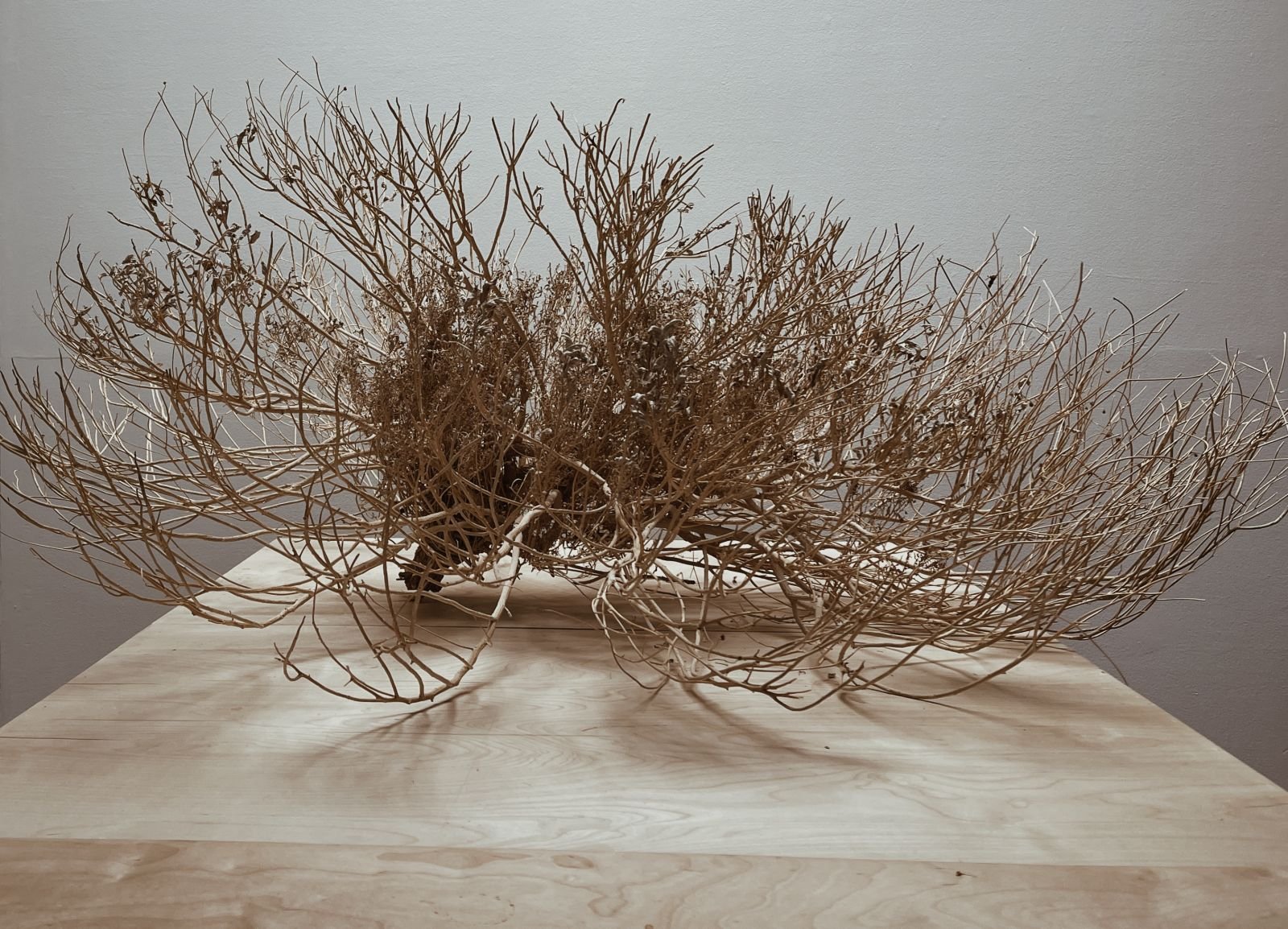 Tumbleweed on Table