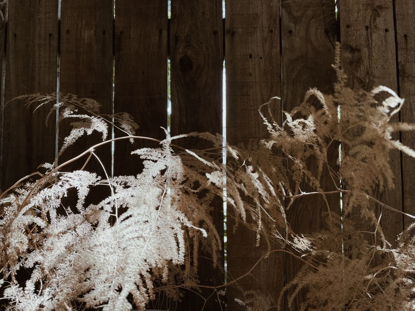 Grasses against fence