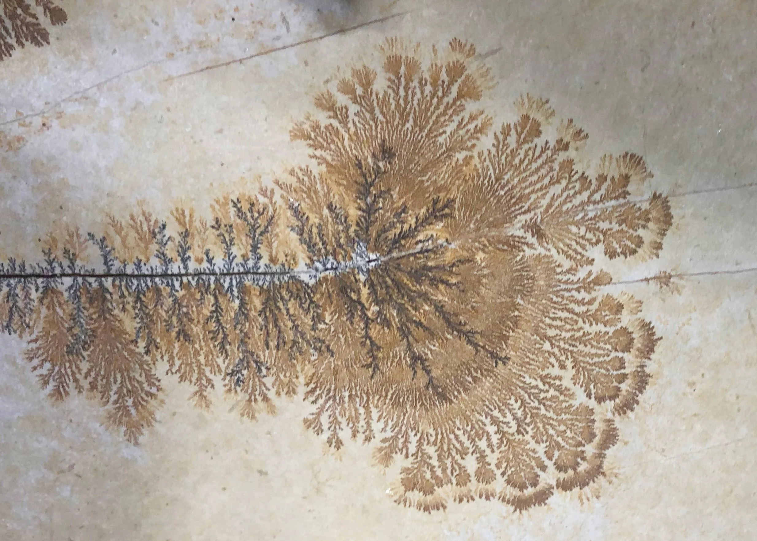 16-fossil-fern-kept-la.jpg
