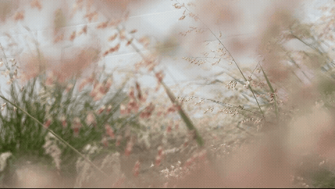 10-grasses-wind-weeds-kept-la.gif