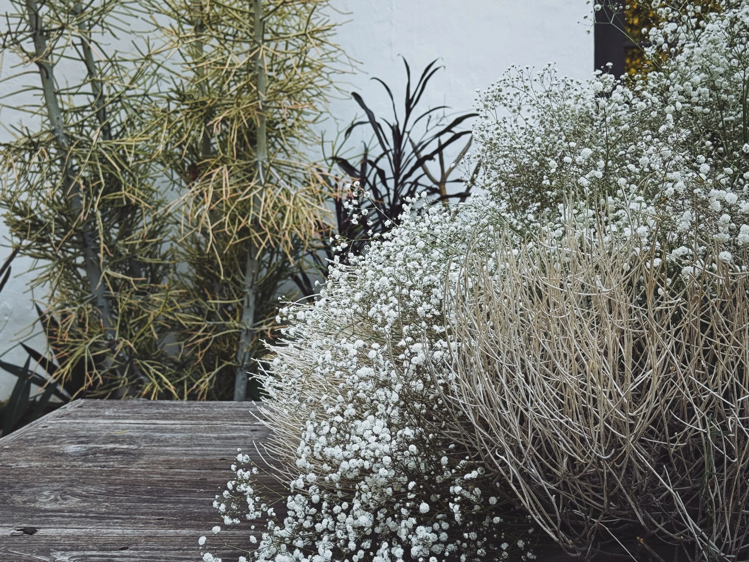 21-sagebrush-babysbreath-flowers-kept-la.JPG