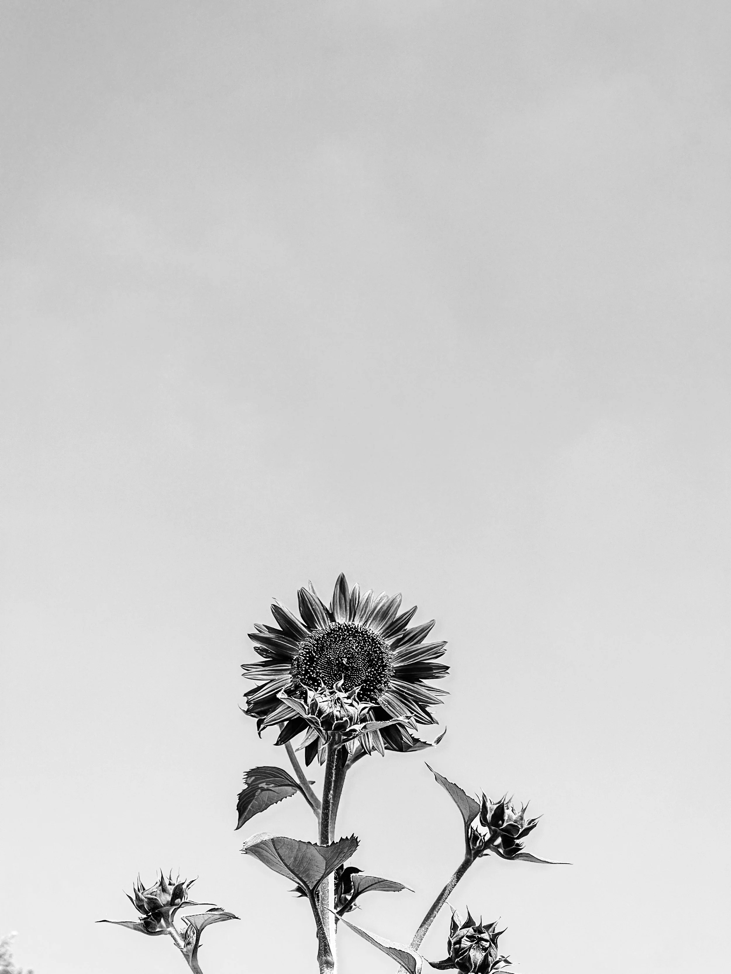 Sun Flower, Los Angeles