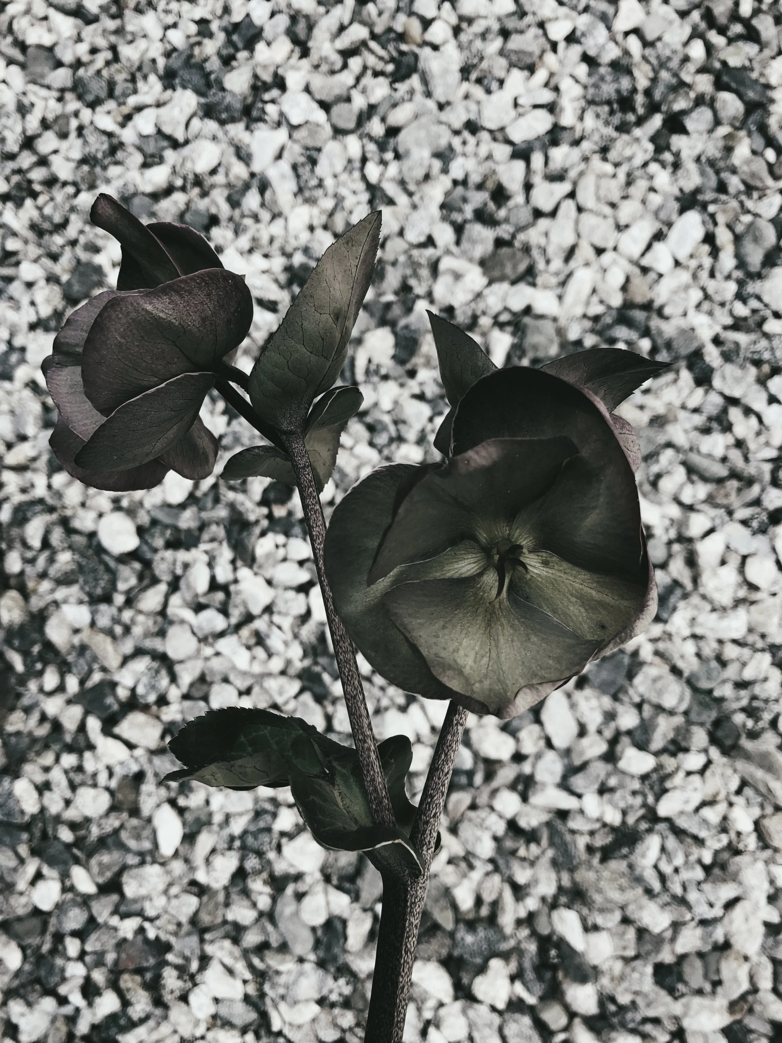 44-kept-la-helebore-flowers.jpg