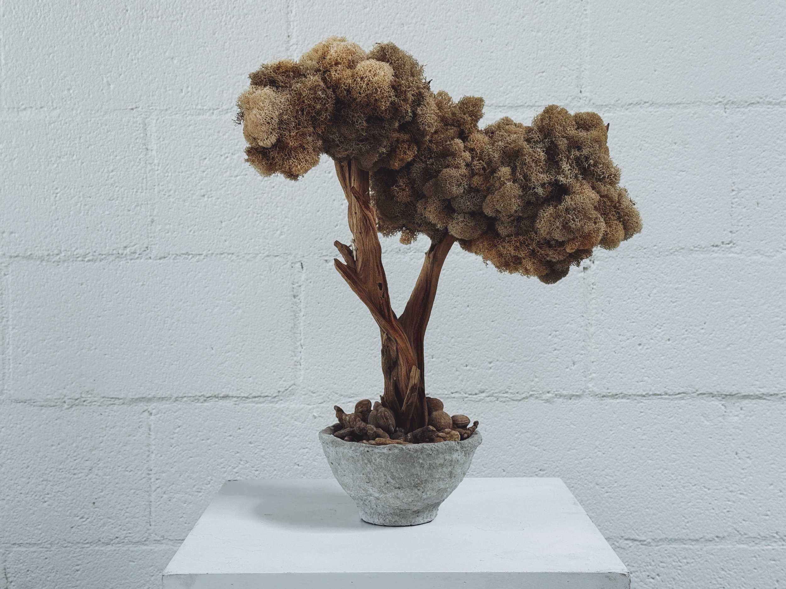 OG Krislyn Tree in Sage Moss by Kept LA full front view showing  dramatic leaning sand-blasted fire-cleared wood form with full  preserved sage moss canopy in hand-cast concrete bowl