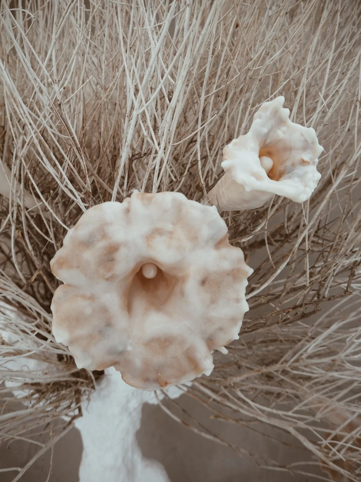 Waxed Floral Specimens