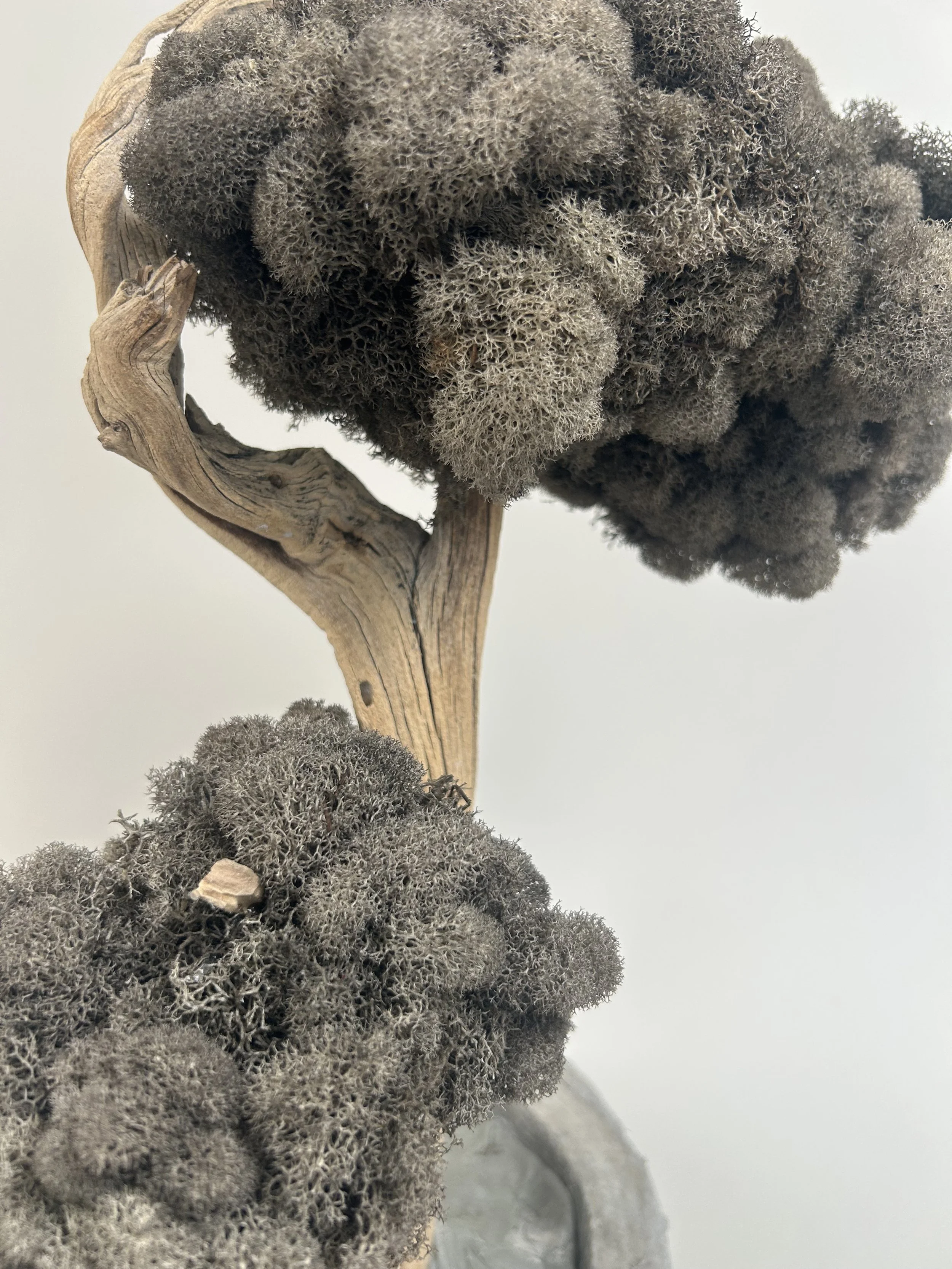 Close-up of gray, fuzzy moss or lichen growing on a twisted piece of wood or tree branch against a plain, light background.