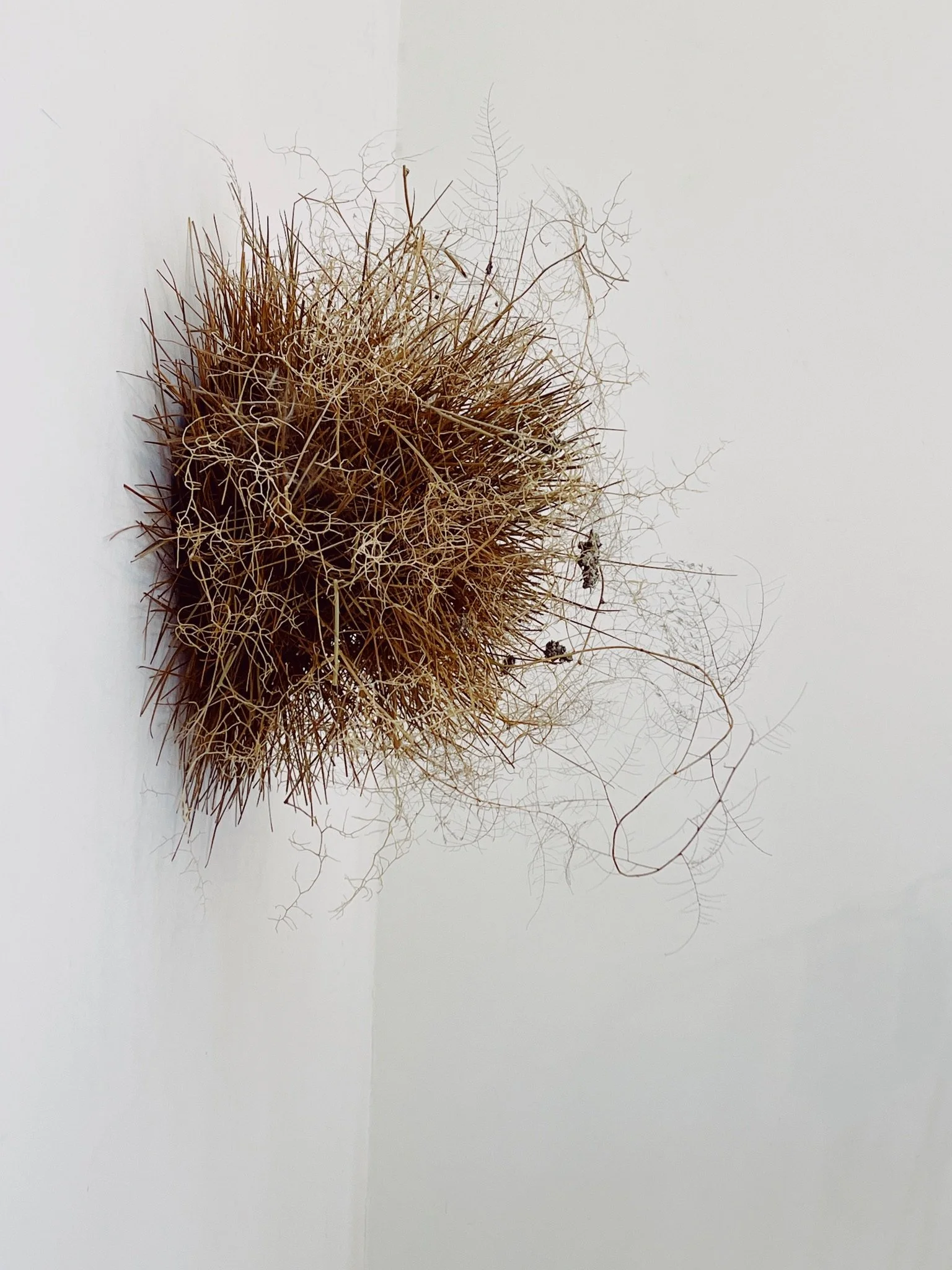 Pine Needle Wall Nest with Pyrite by Kept LA shown mounted on  wall, closer view revealing woven pine needle texture and  naturally irregular organic form with pyrite details woven throughout