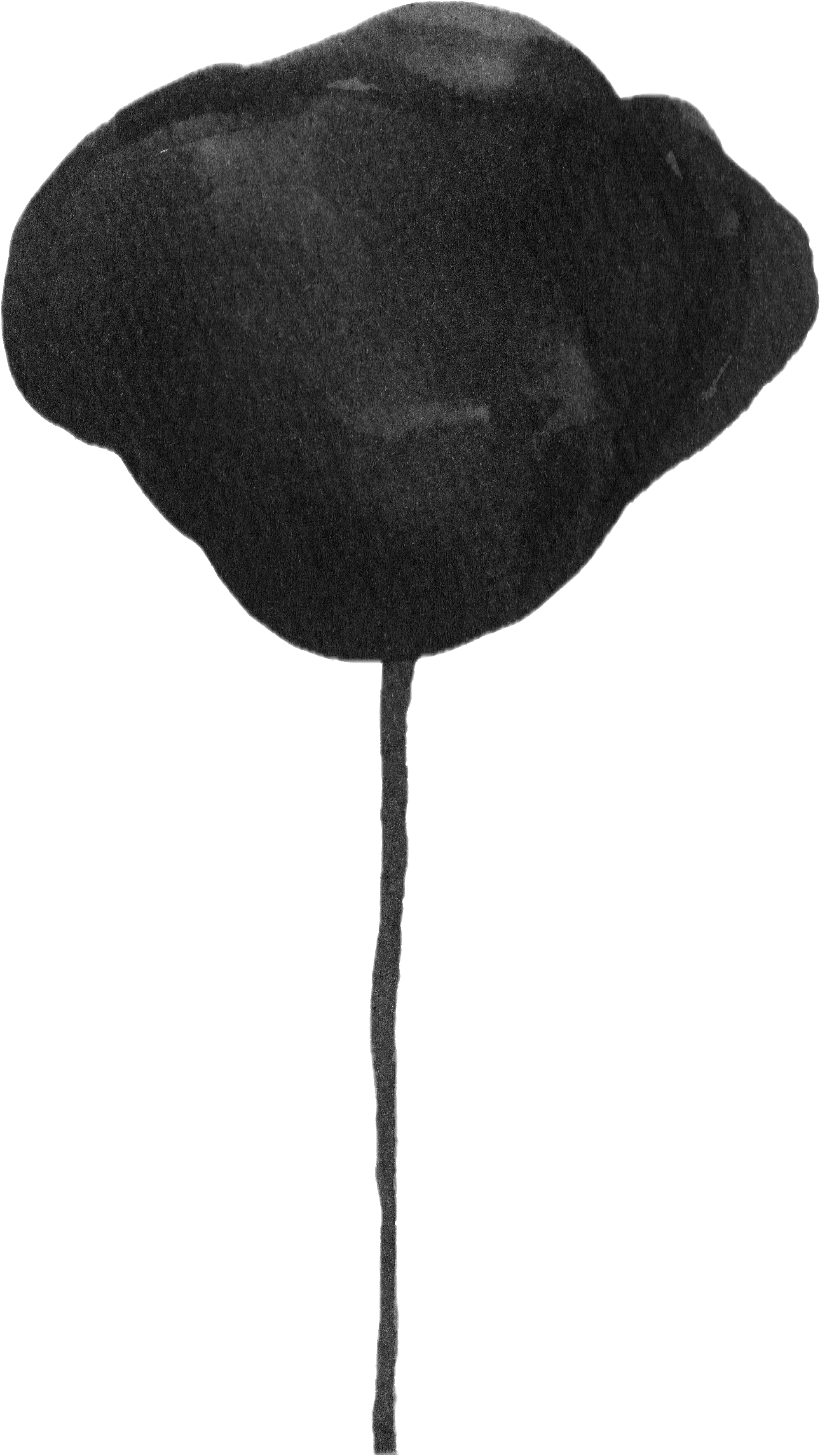 Black orchid flower with long stem